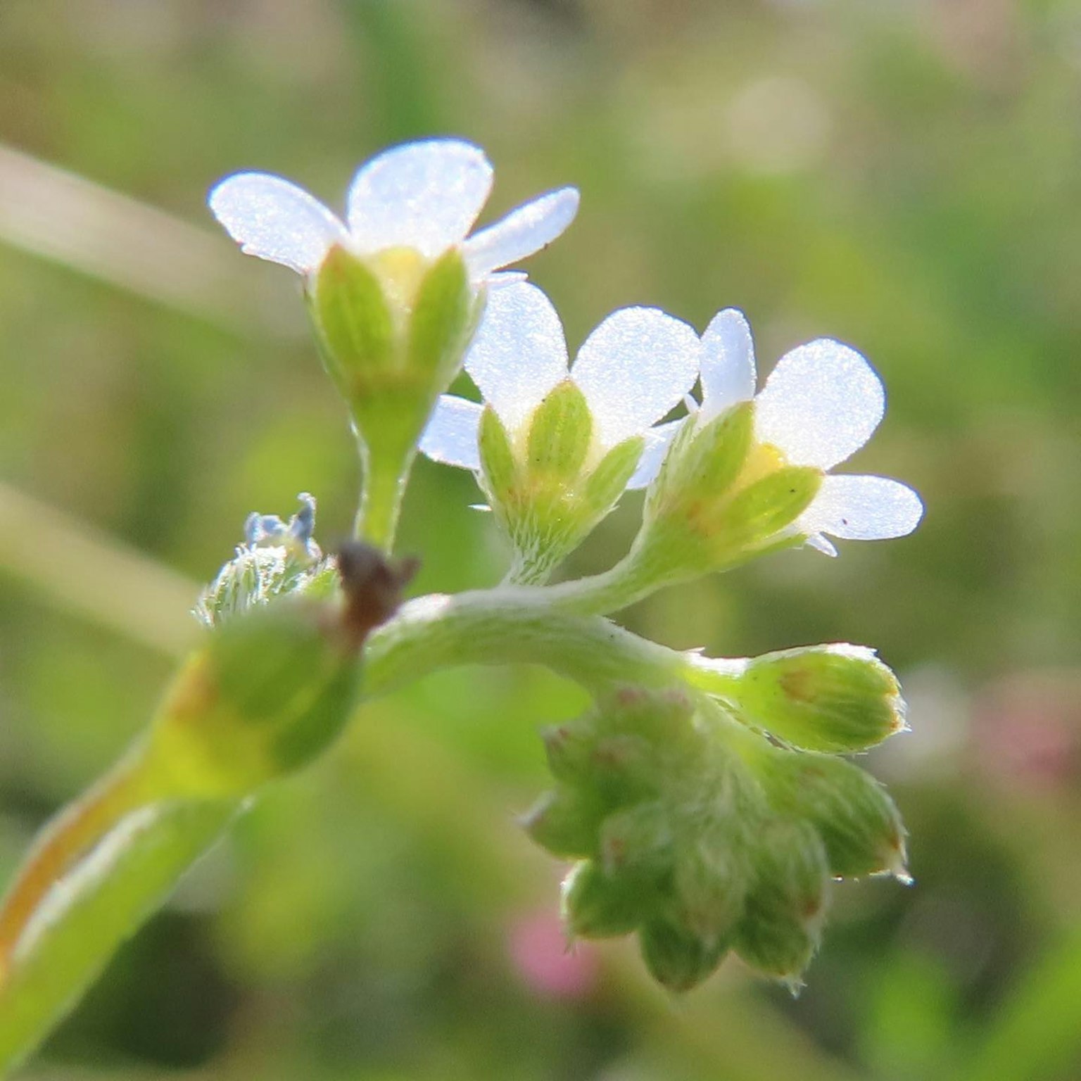 Acercamiento de una planta con pequeñas flores blancas