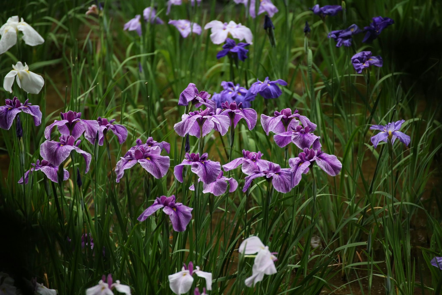 Un groupe de belles fleurs d'iris violettes et blanches en fleurs