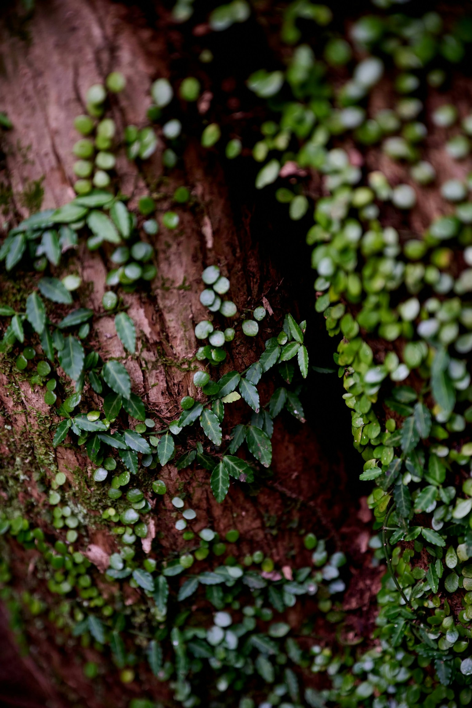 Gros plan de feuilles vertes et de mousse sur un tronc d'arbre