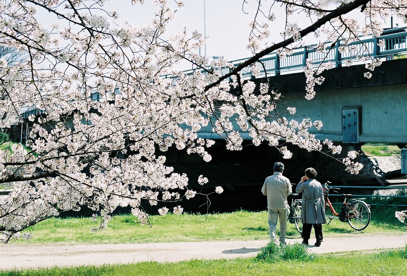 桜の枝が覆う公園の小道を歩く人々