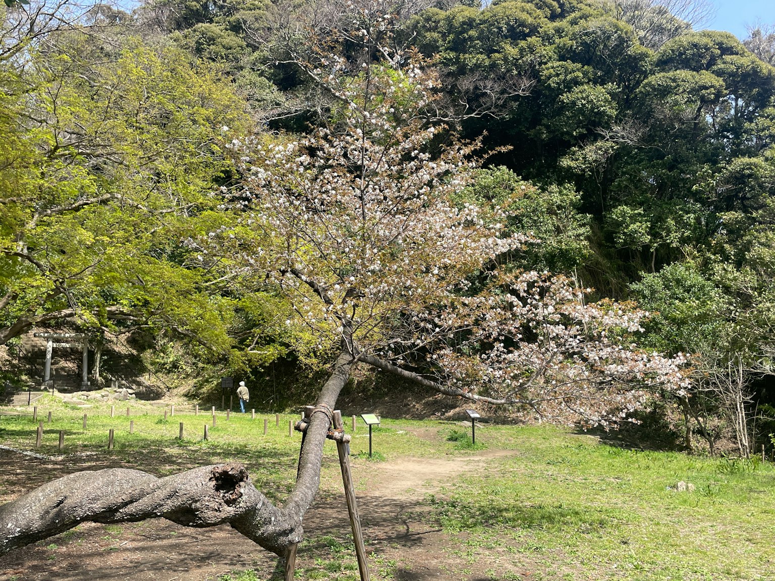 A cherry blossom tree in bloom with a green backdrop