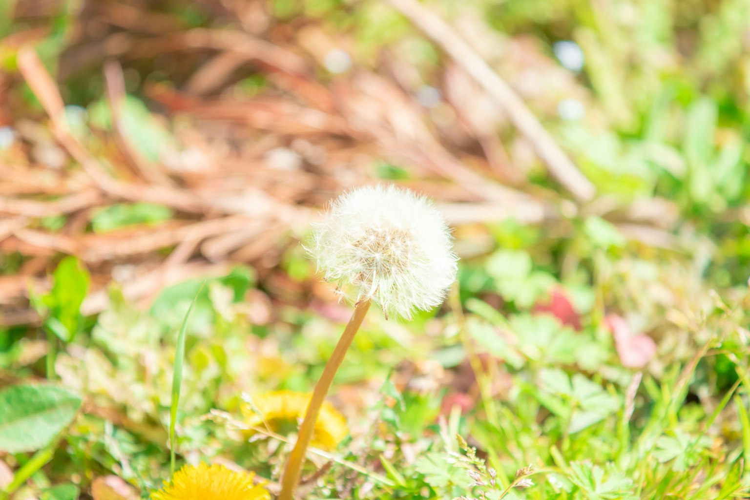 A white dandelion puff standing among green grass