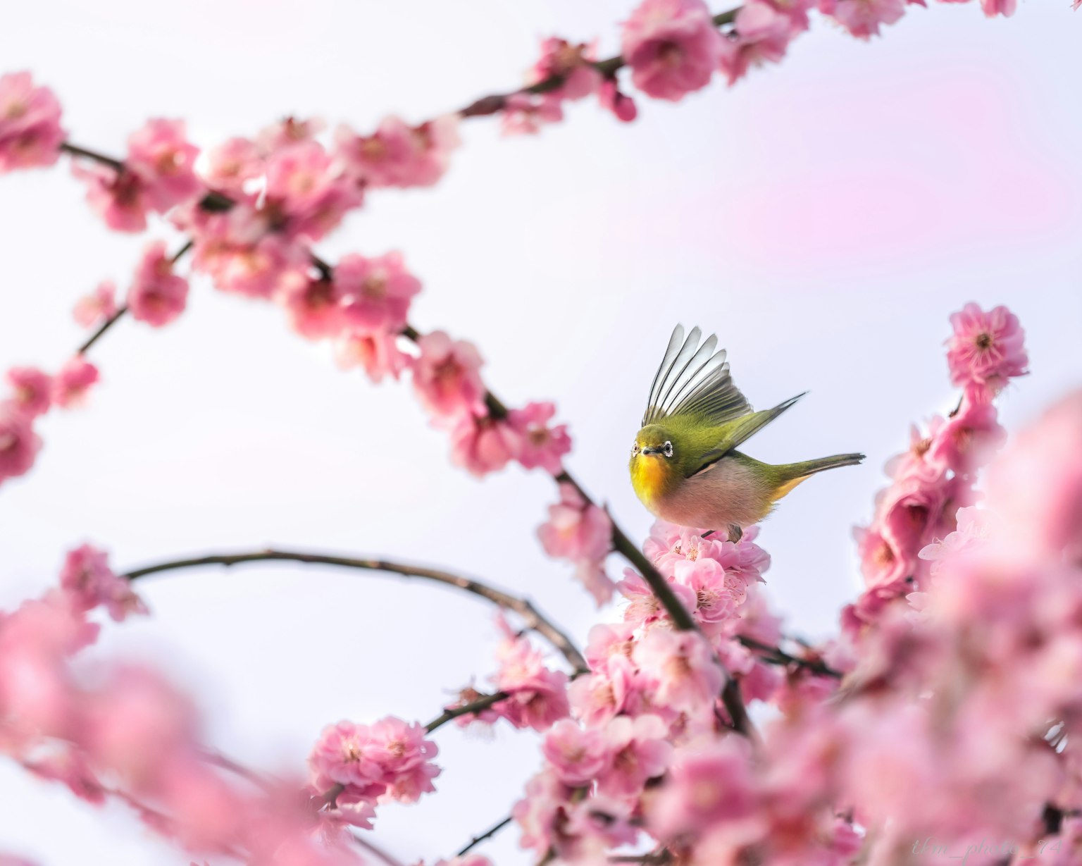 Seekor burung kecil terbang di antara bunga sakura dalam pemandangan yang indah
