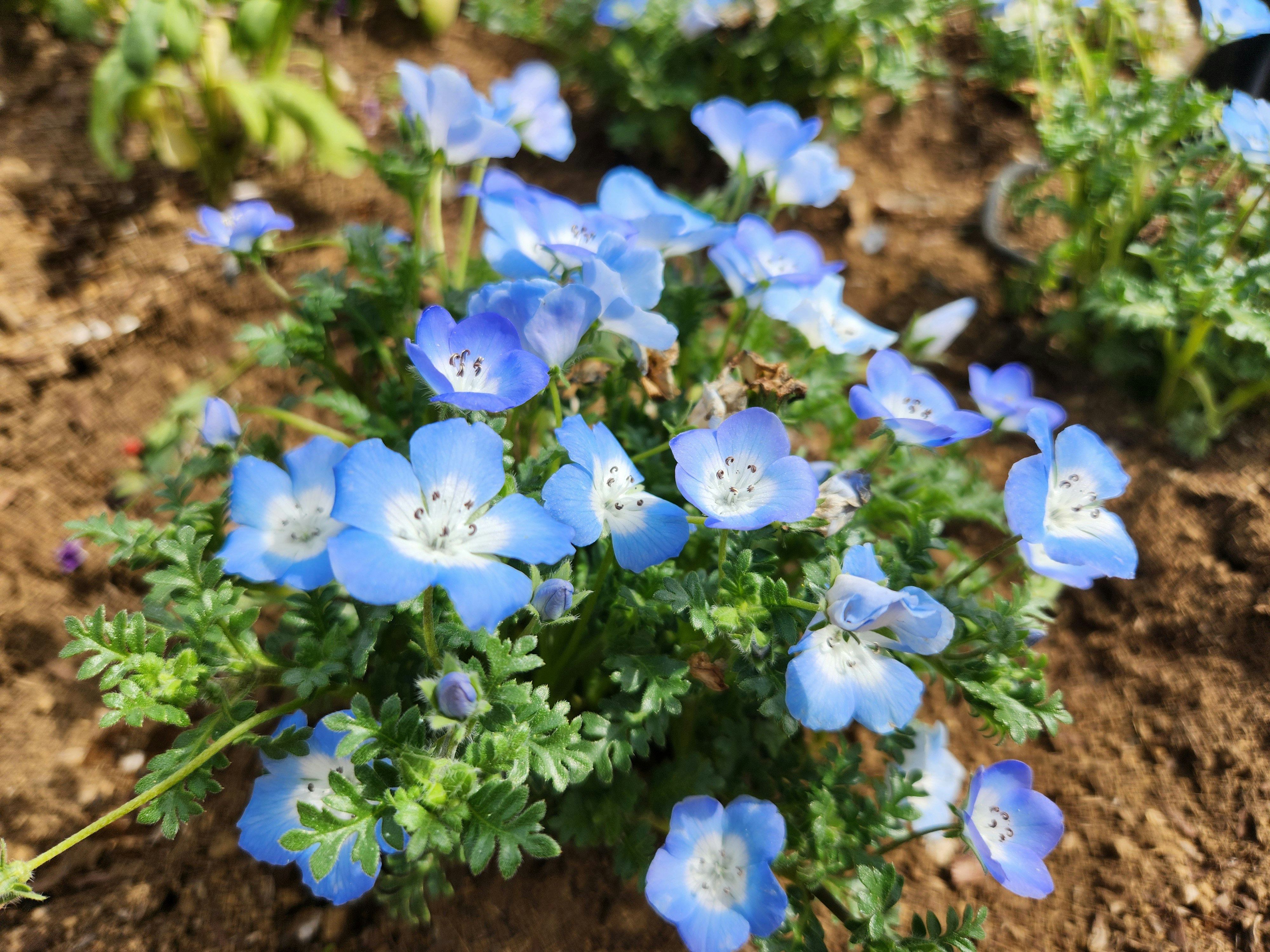 青いネモフィラの花壇の花
