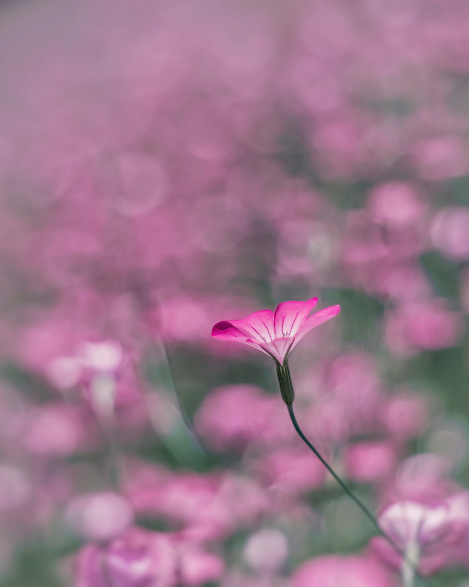 Una sola flor rosa destacándose en un campo de flores rosas borrosas