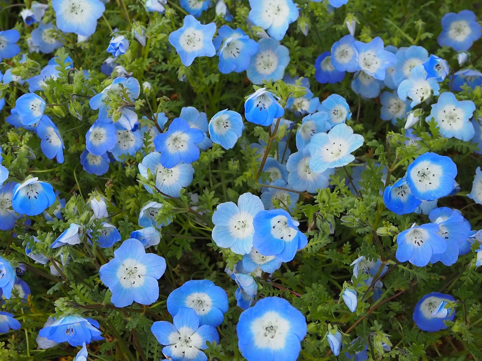 Un campo di fiori blu con petali delicati e fogliame verde