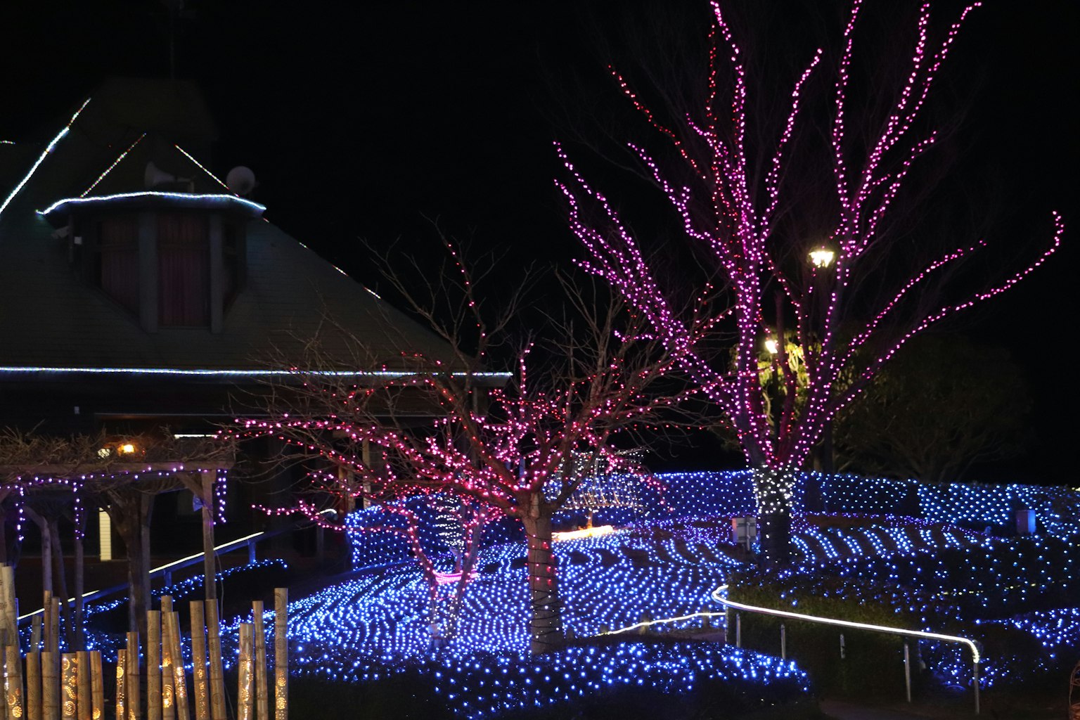 Nächtliche Parkszene mit bunten Lichtern beleuchtet lila Bäume und blaue Bodenverzierungen