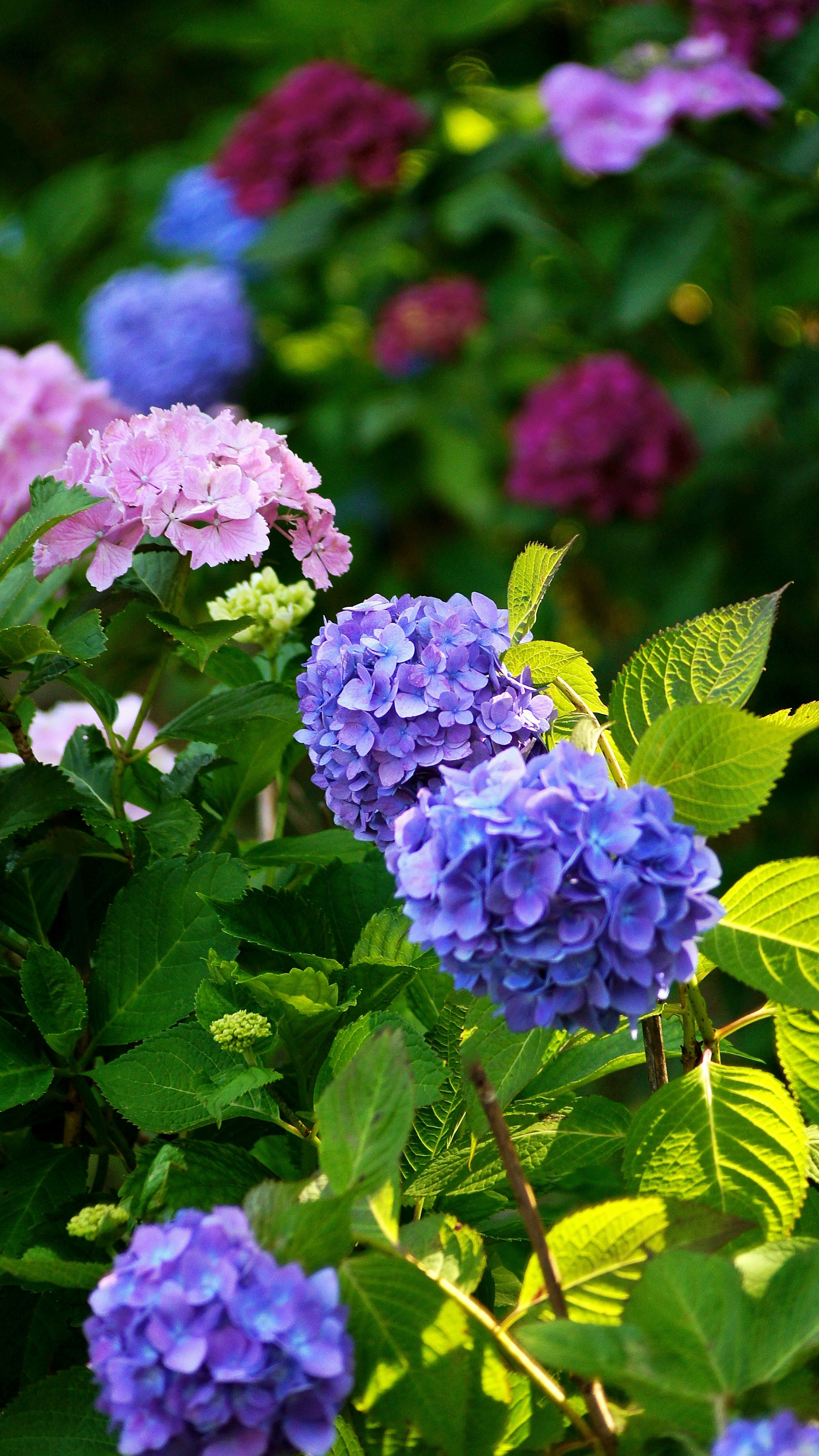 繡球花盛開的花園花壇