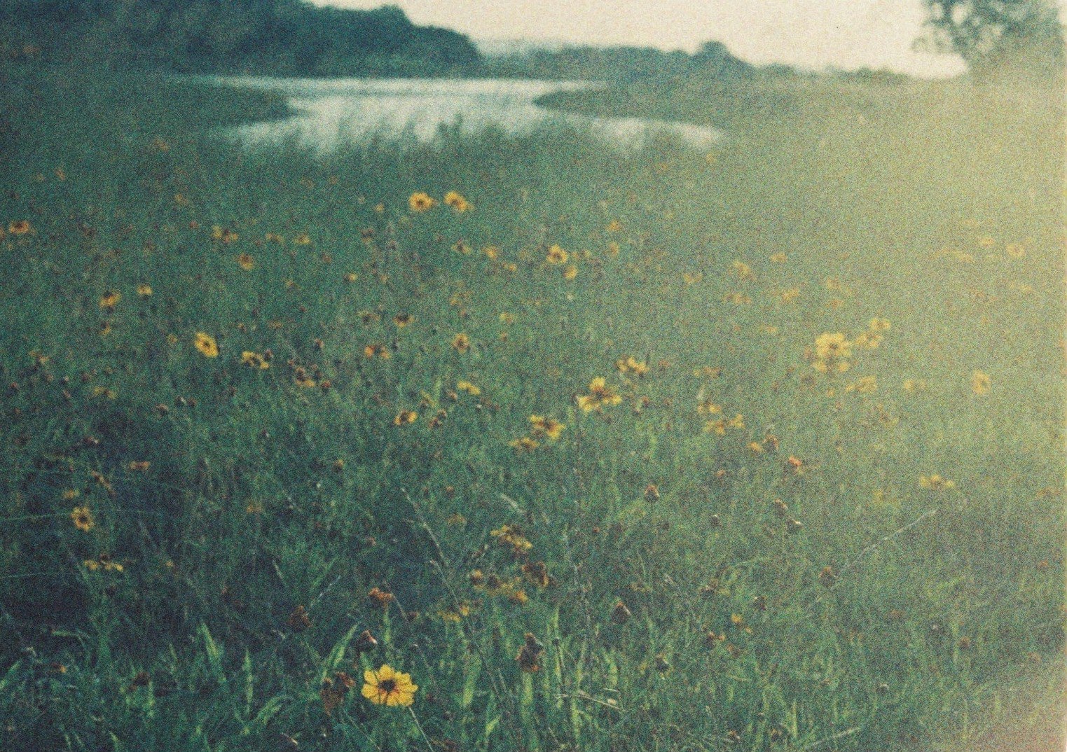 草原に咲く黄色い花の広がる風景