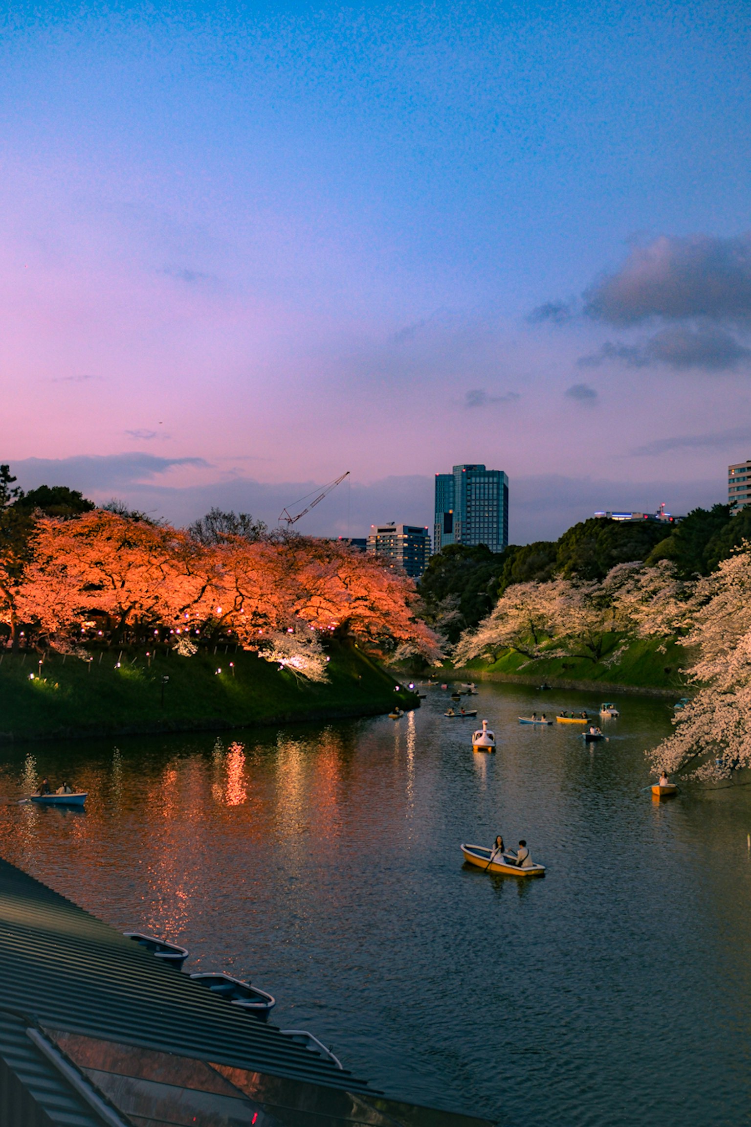 ทิวทัศน์ที่สวยงามของดอกซากุระที่ถูกแสงพระอาทิตย์ตกส่องสว่างพร้อมเรือในแม่น้ำ
