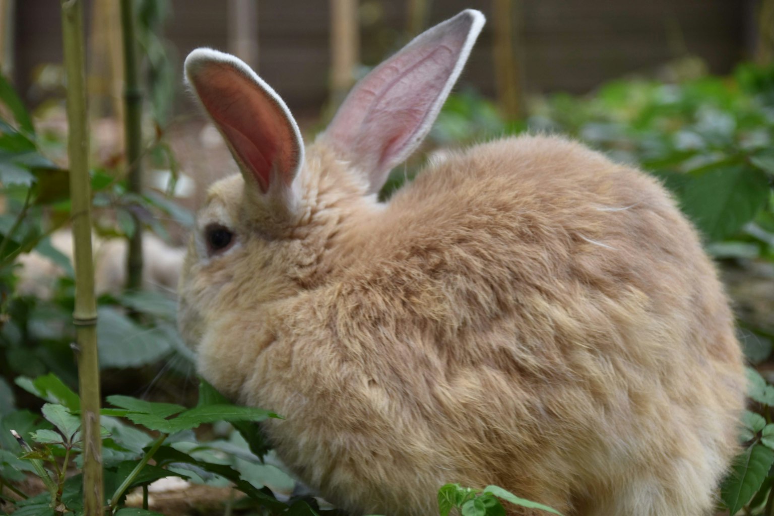 A fluffy rabbit with large ears in green grass