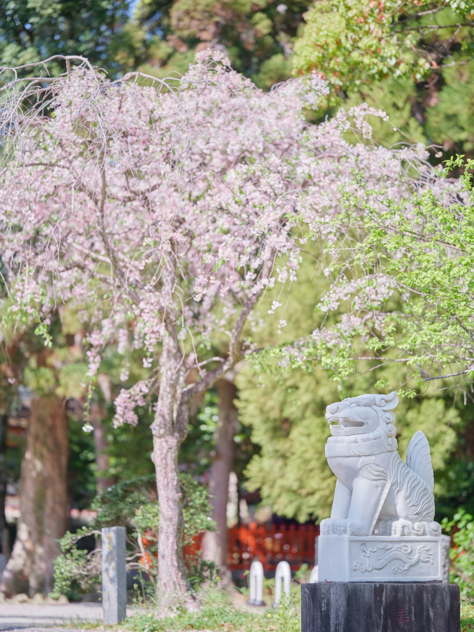 Un paisaje con un cerezo en flor y un perro guardián de piedra