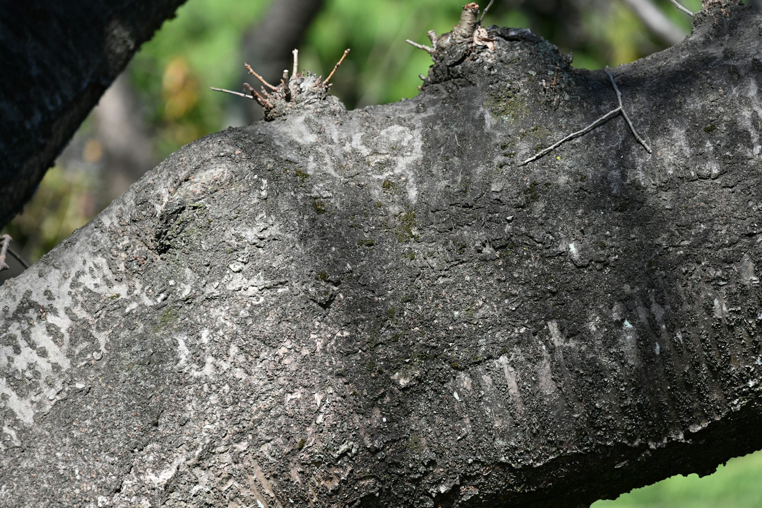 Texture unica e protuberanze spinosi sulla superficie di un tronco d'albero