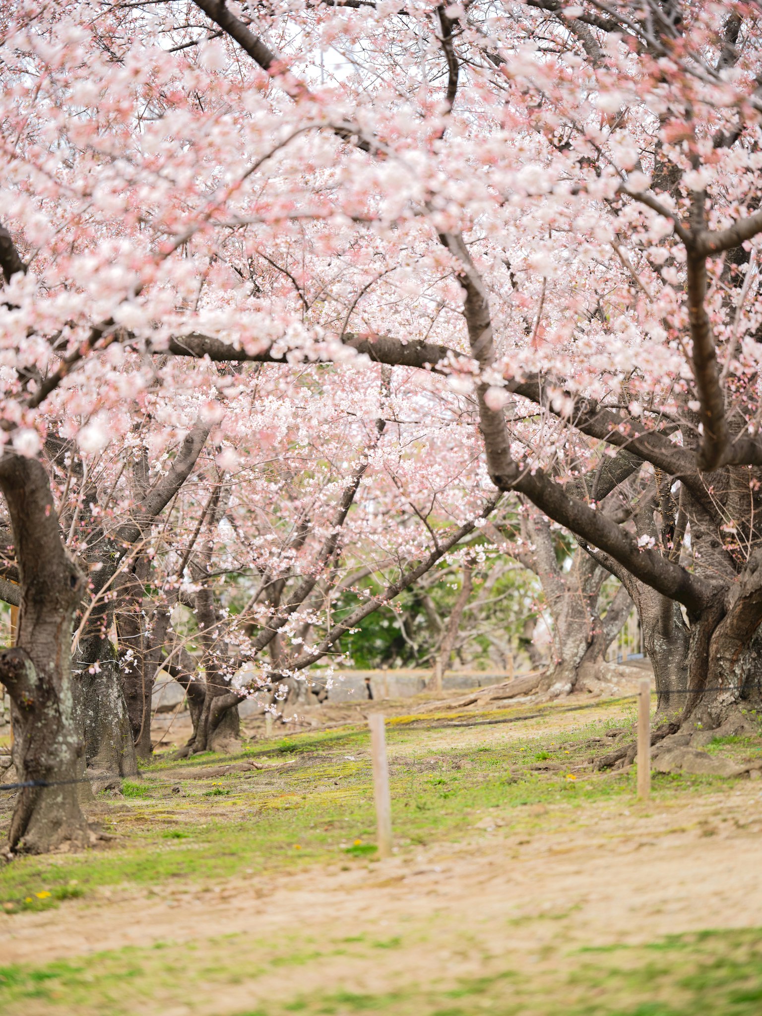 Bellissimo paesaggio di alberi di ciliegio in fiore con fiori rosa e erba verde