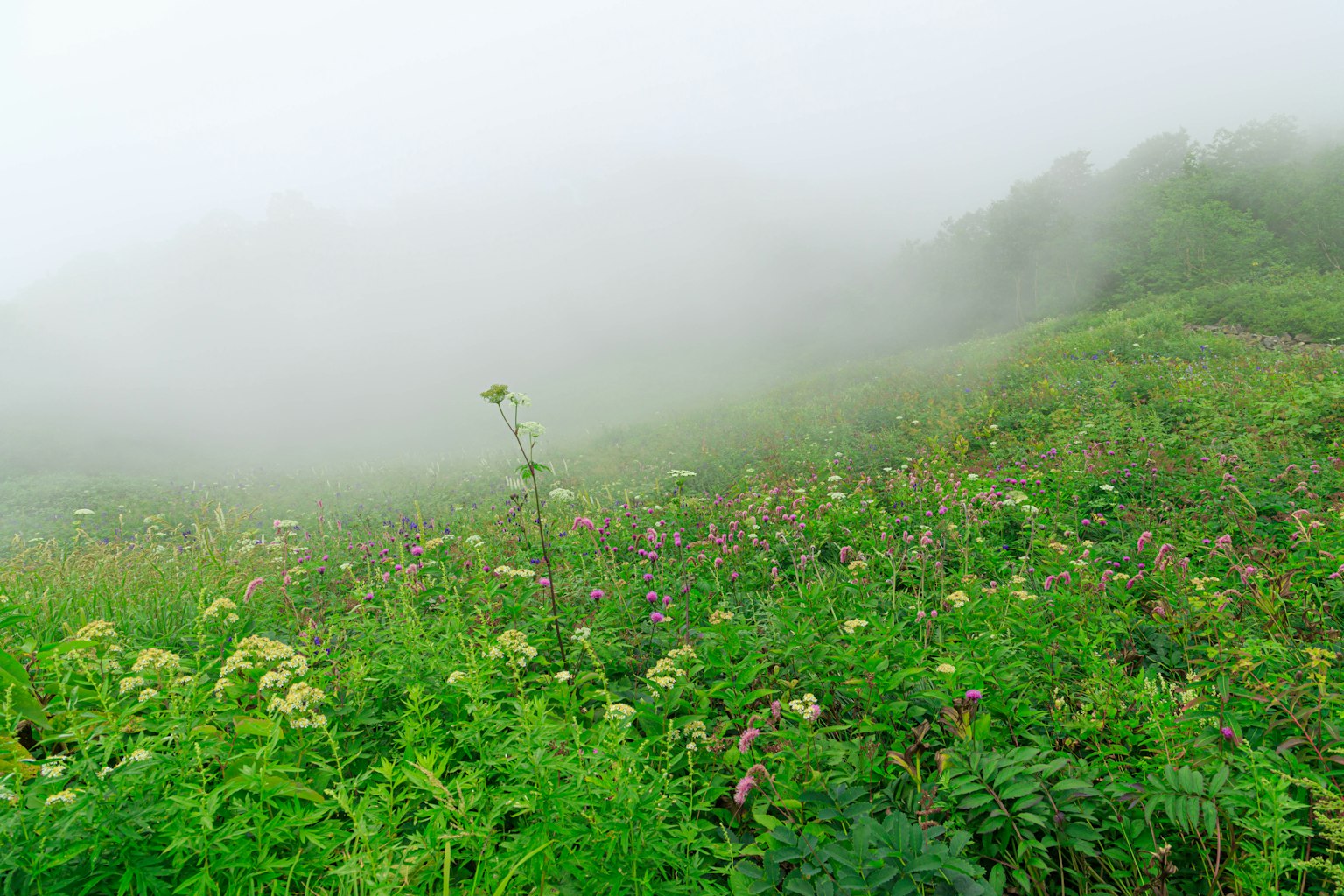Paesaggio nebbioso con erba verde lussureggiante e fiori selvatici
