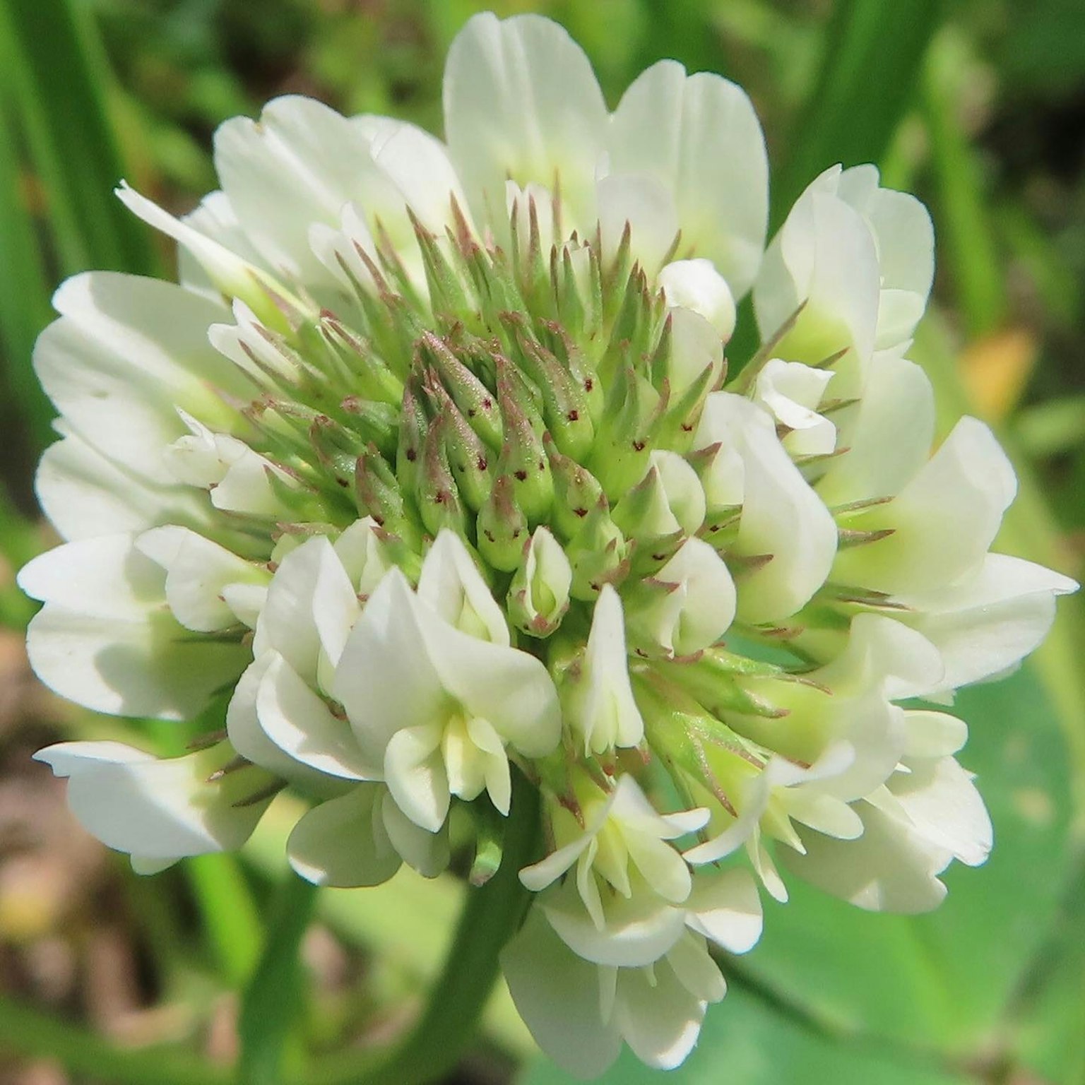 Primo piano di un fiore di trifoglio bianco con foglie verdi circostanti