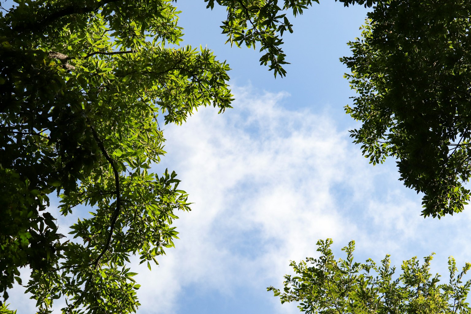 Blick auf den blauen Himmel, eingerahmt von grünen Blättern