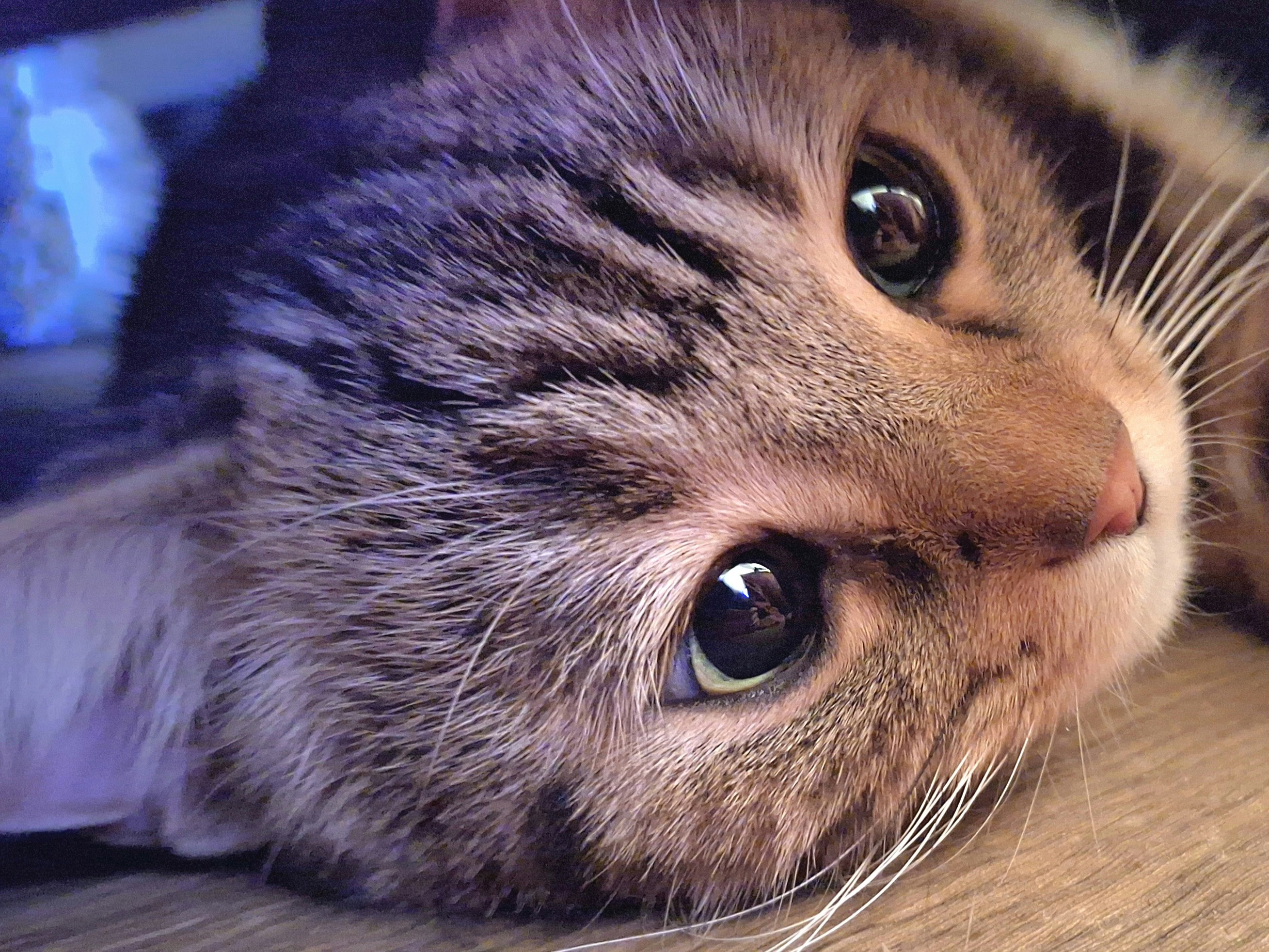 close-up of a tabby cat