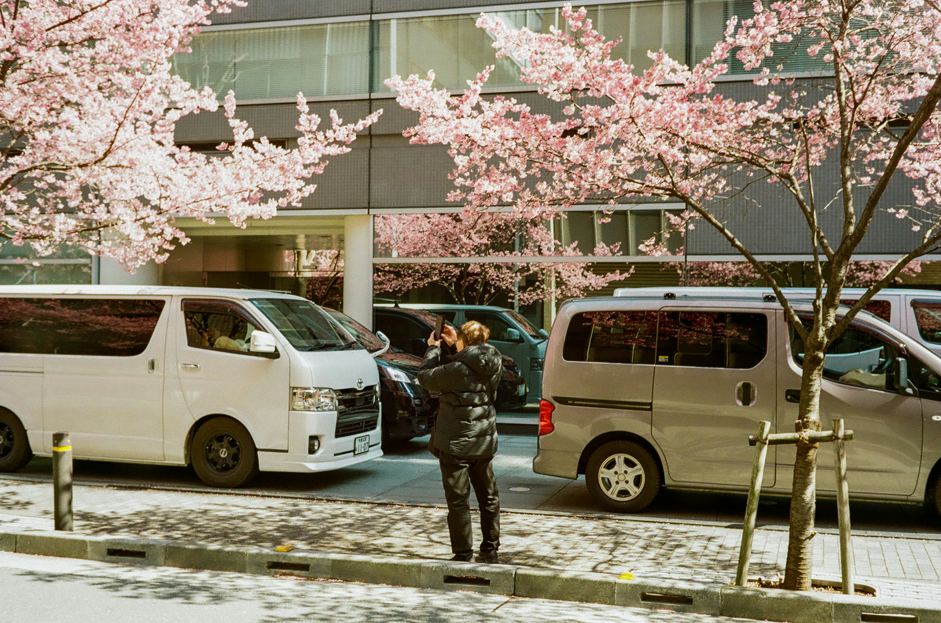 桜の木の下で並ぶ白いバンと人