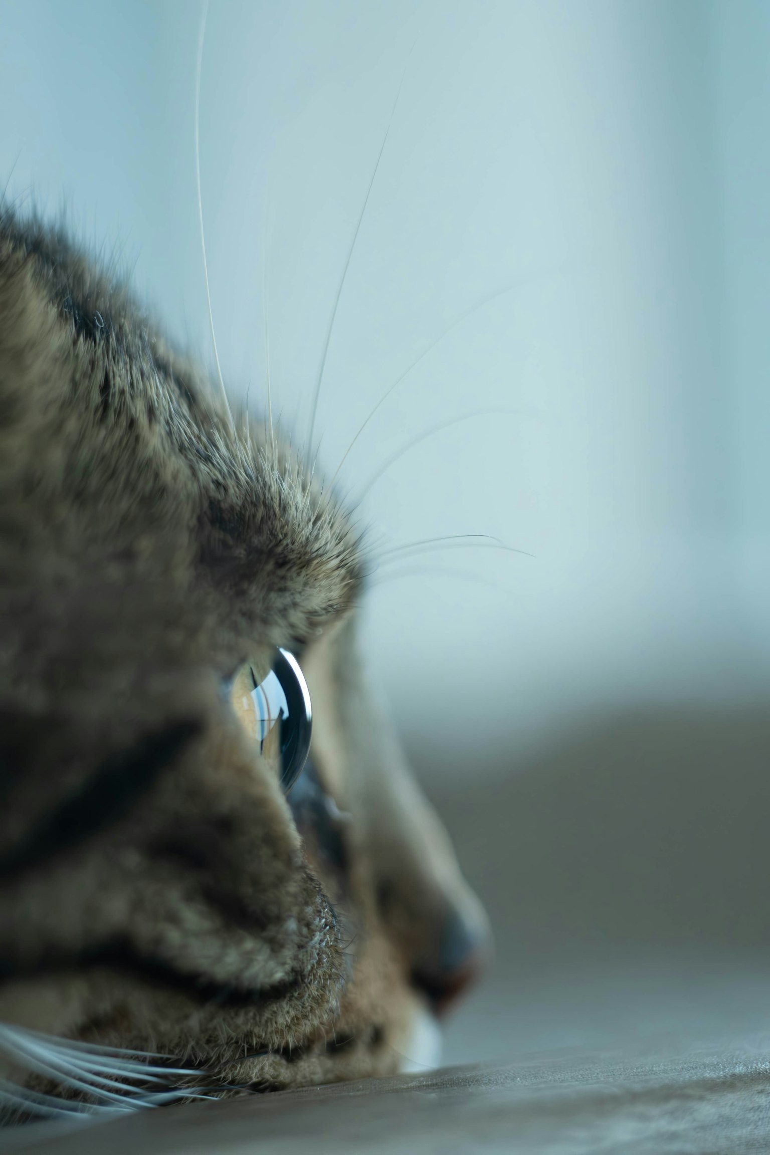 Primo piano del viso di un gatto sdraiato con un grande occhio che riflette la luce