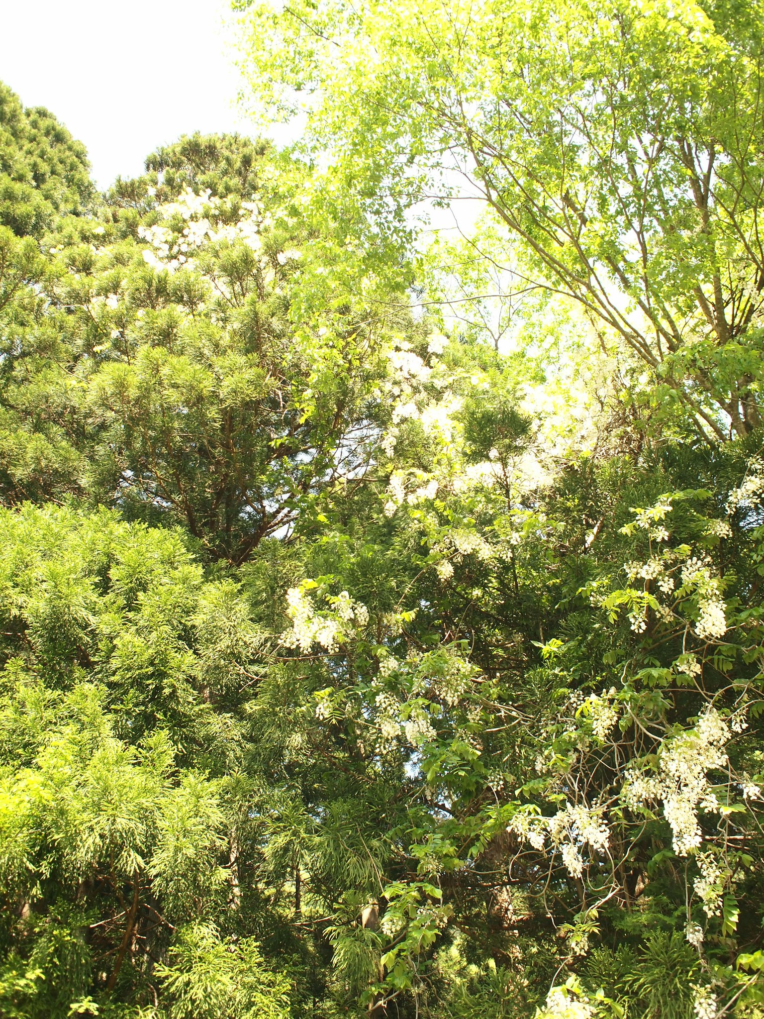 Imagen de árboles verdes con flores blancas en flor