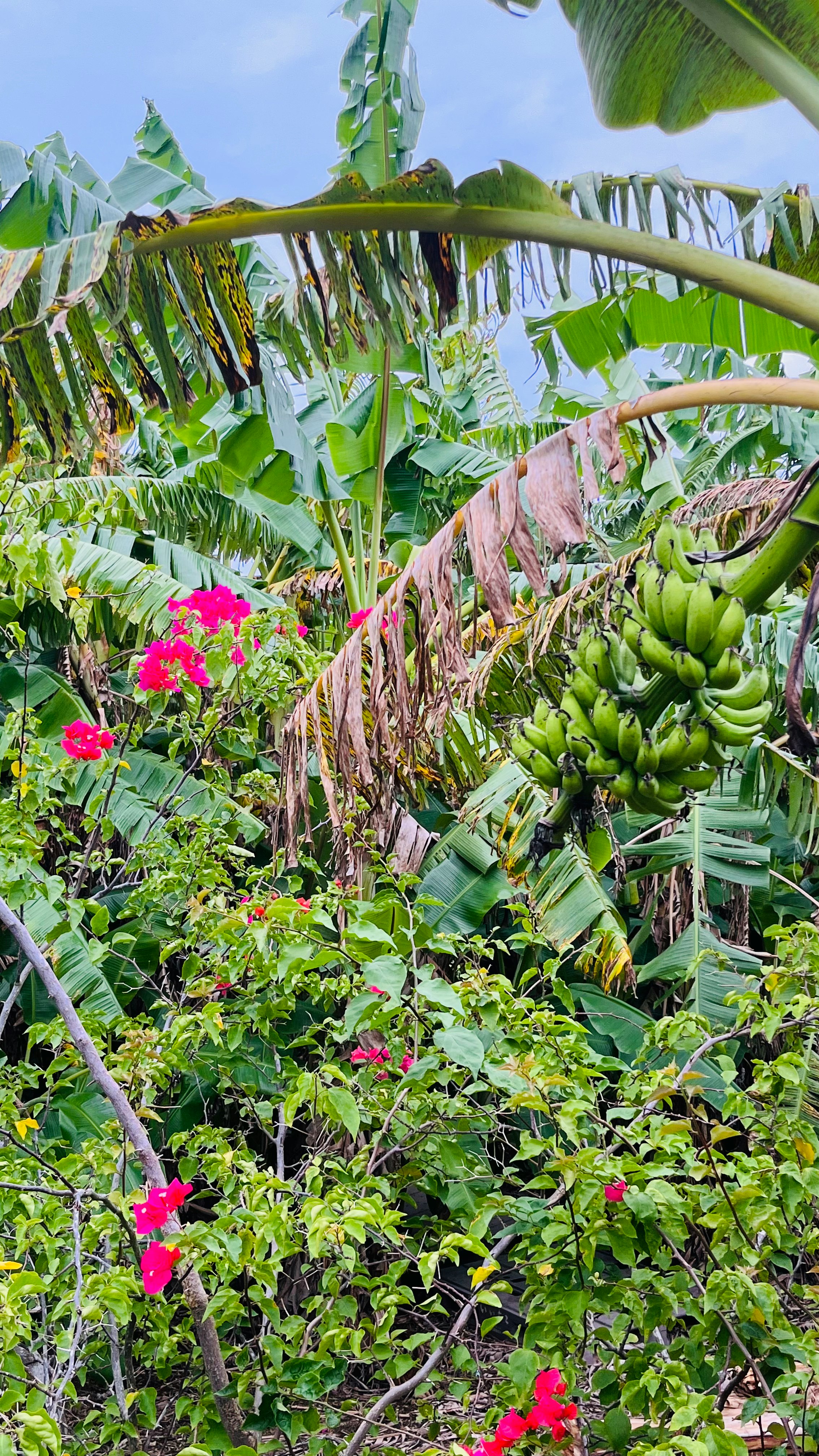 香蕉葉與盛開花朵的熱帶花園景象