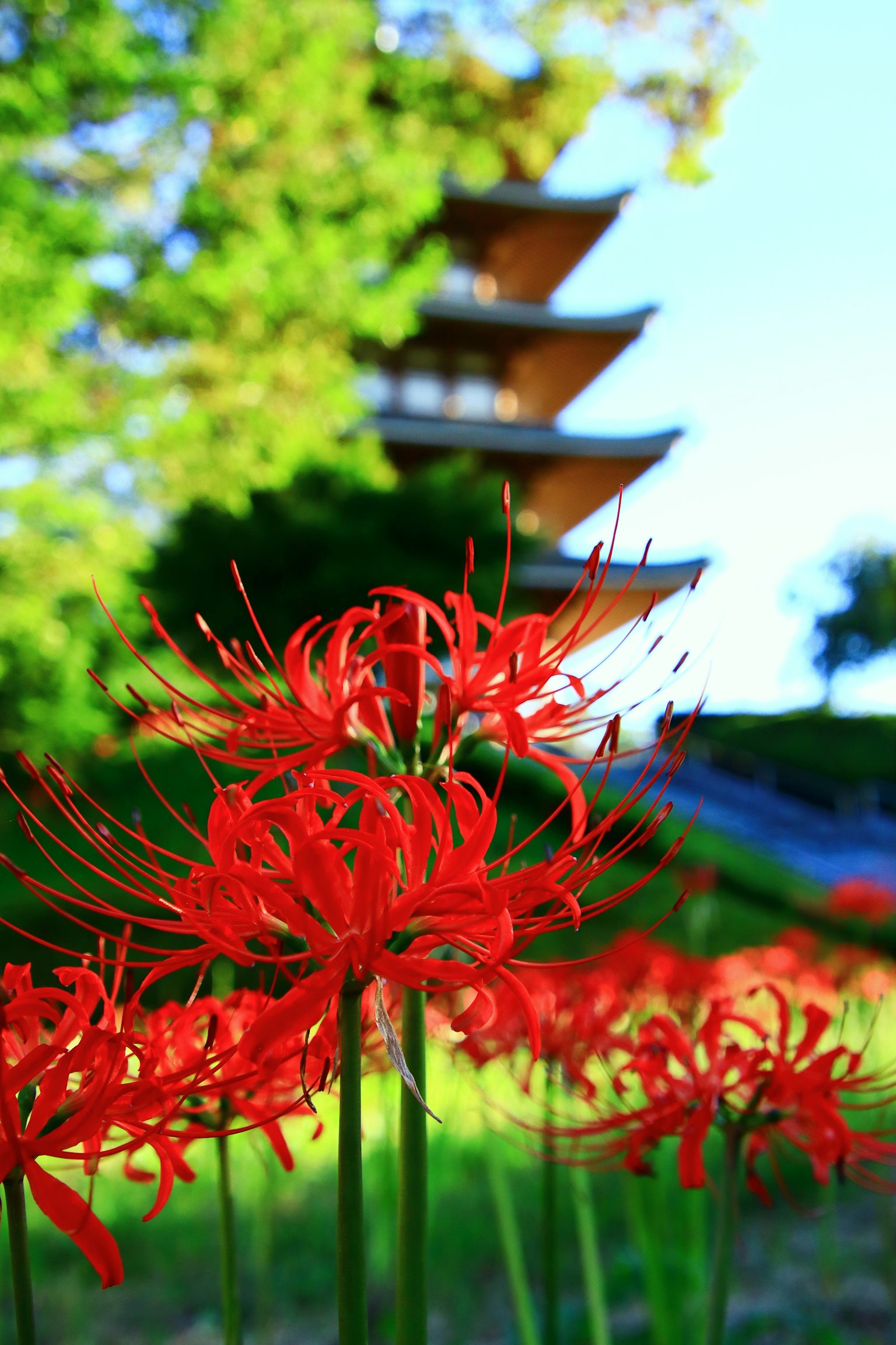 紅色蜘蛛百合與背景中的寶塔