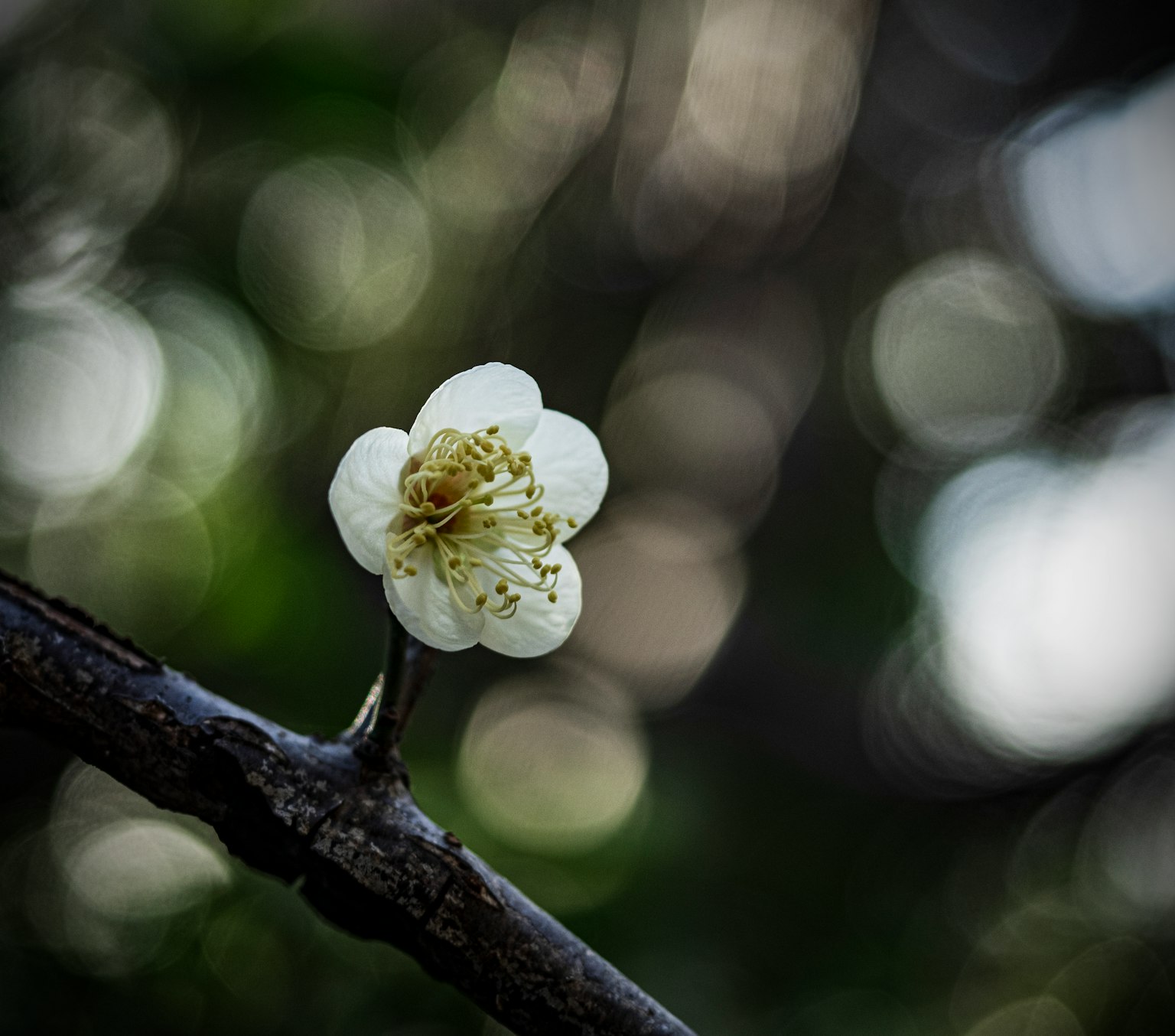 Una flor blanca floreciendo en una rama con un fondo borroso