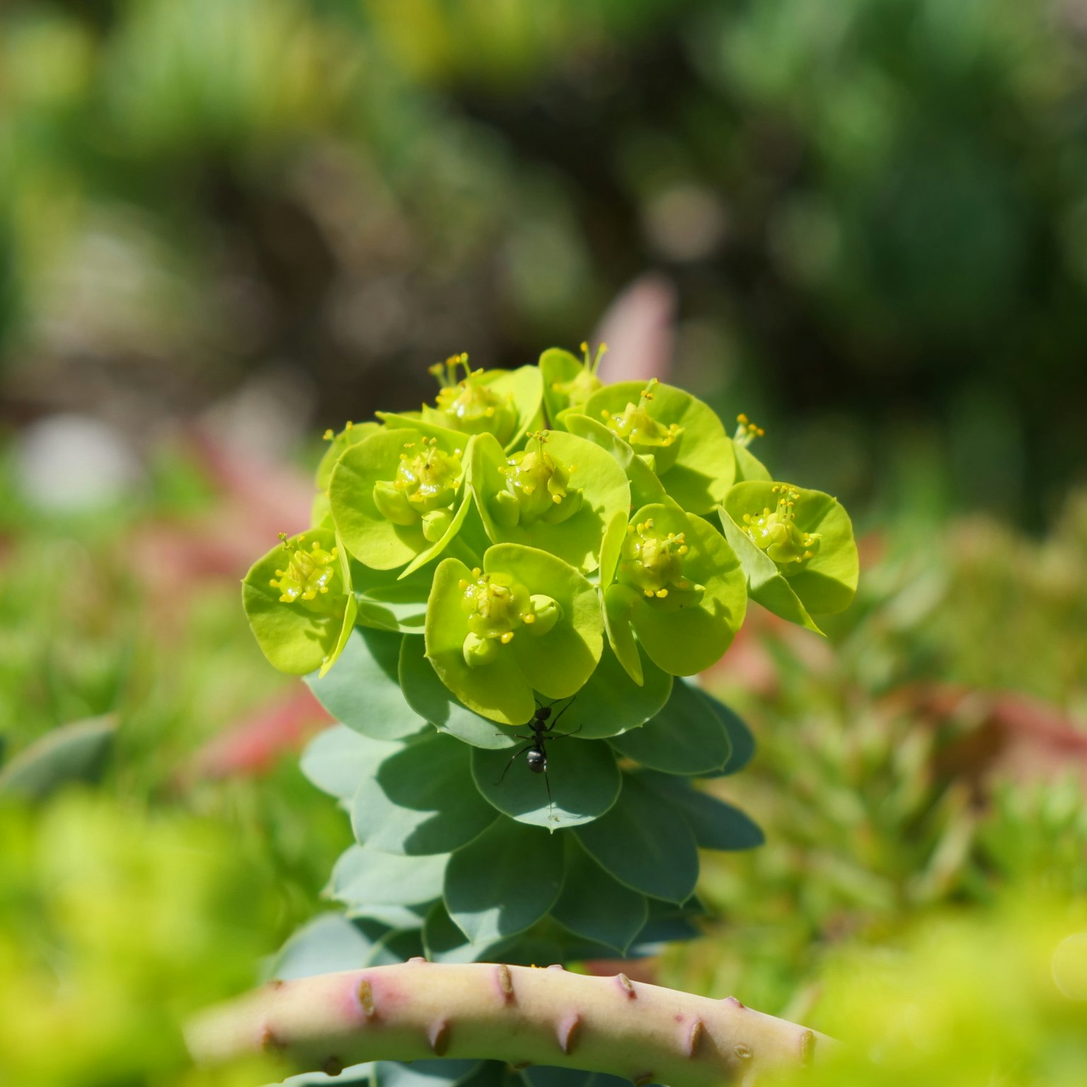 Nahaufnahme einer Sukkulente mit leuchtend grünen Blüten