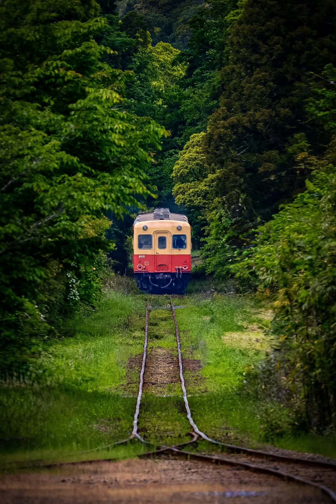 緑の森の中を走る列車の正面