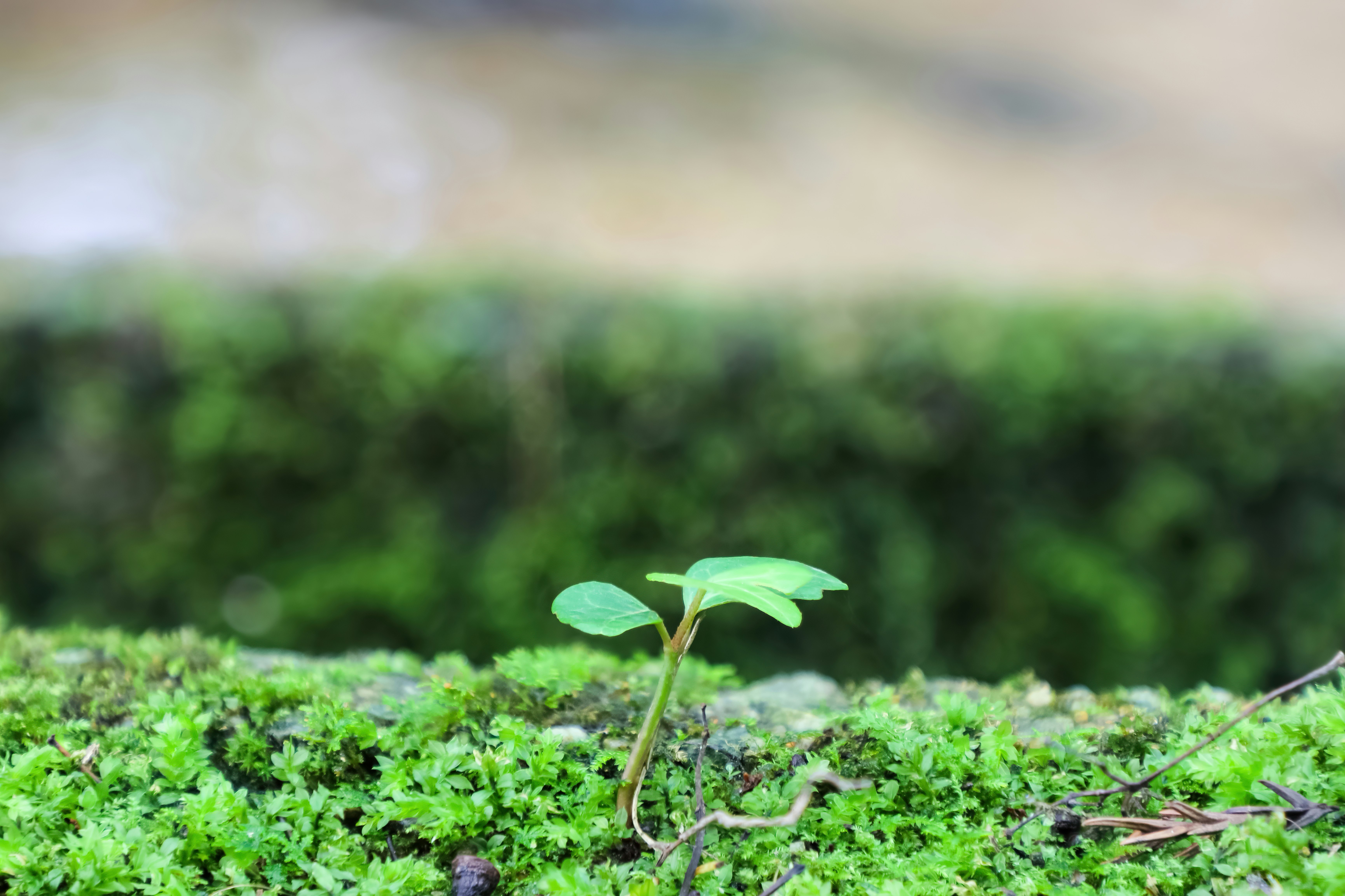 苔蘚上新芽破土