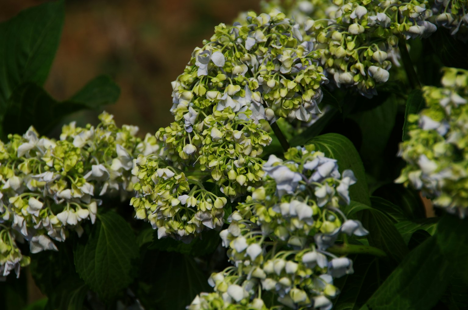Raggruppamento di fiori di ortensia in fiore in tonalità verdi e bianche