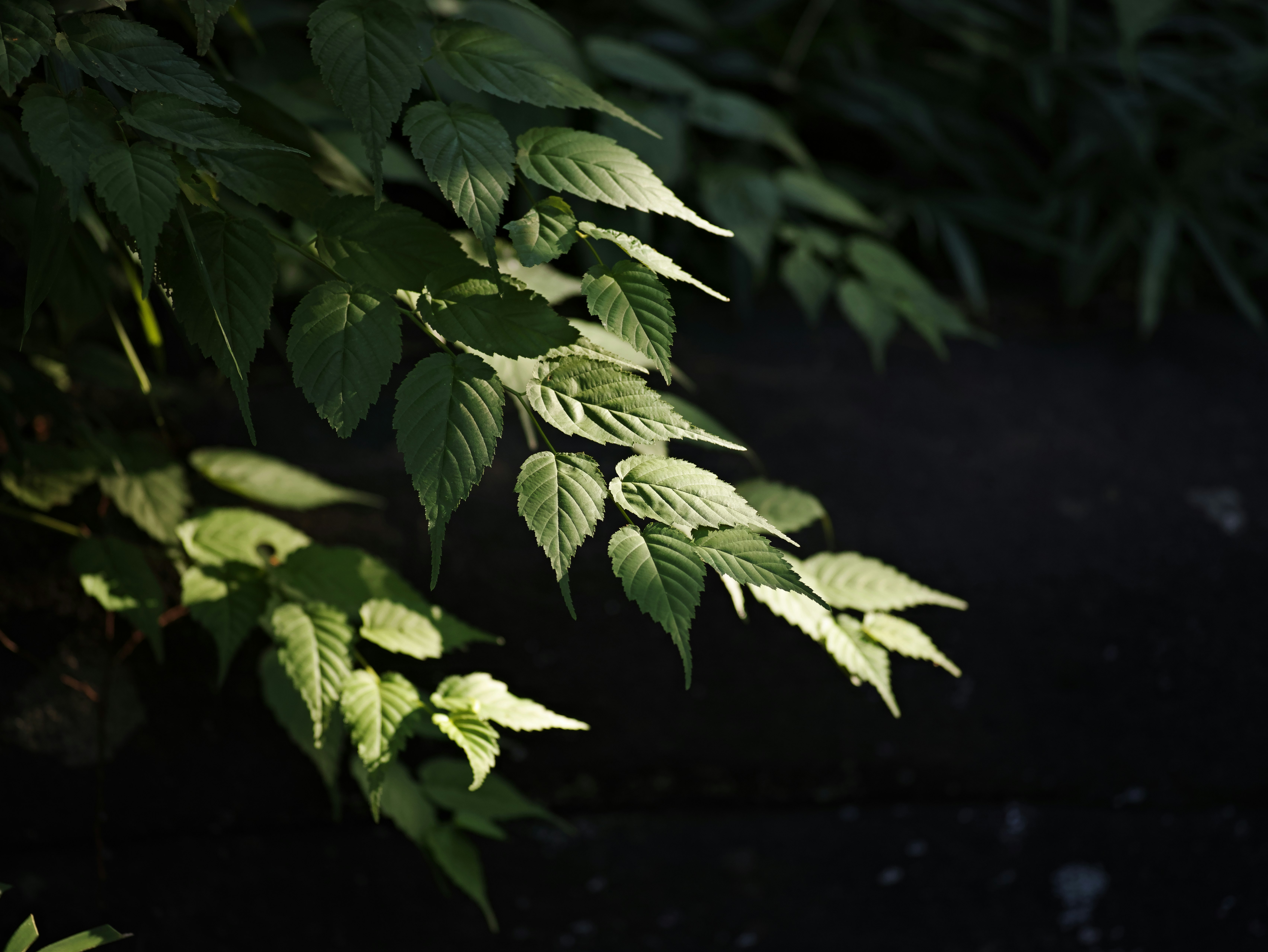 木の葉のクローズアップと薄暗い背景