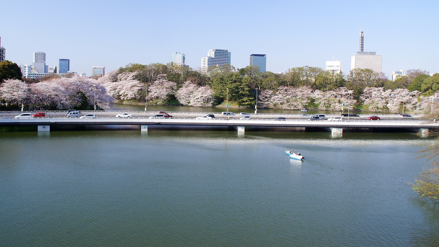 Tokyo cherry blossom trees along the riverside
