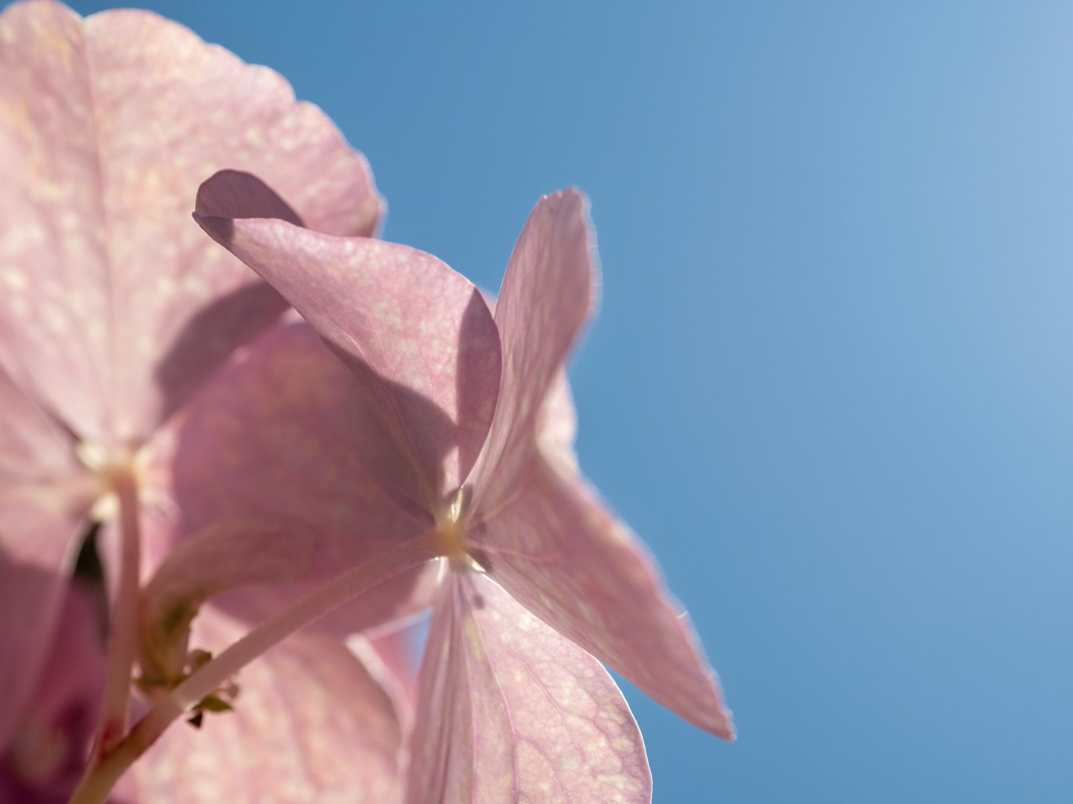 Primo piano di petali rosa chiaro contro un cielo blu