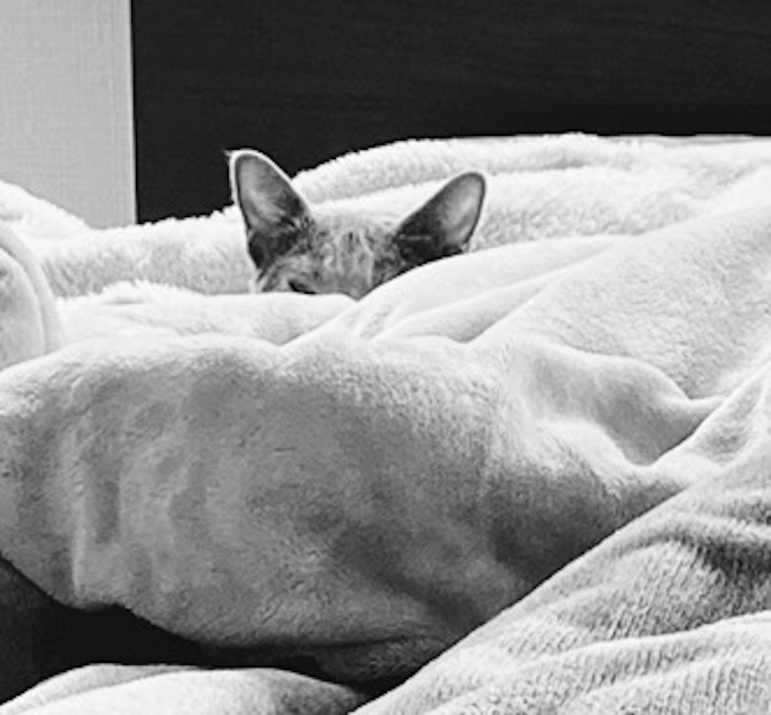 Un gato asomándose desde debajo de una manta en blanco y negro