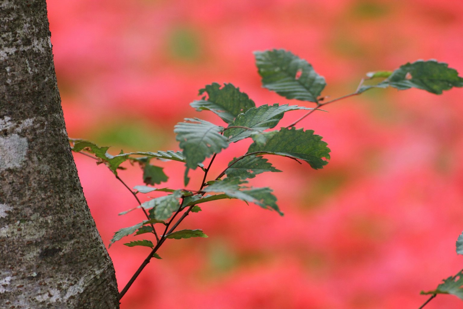 Feuilles vertes et tronc d'arbre au premier plan avec un fond de fleurs rouges vibrantes