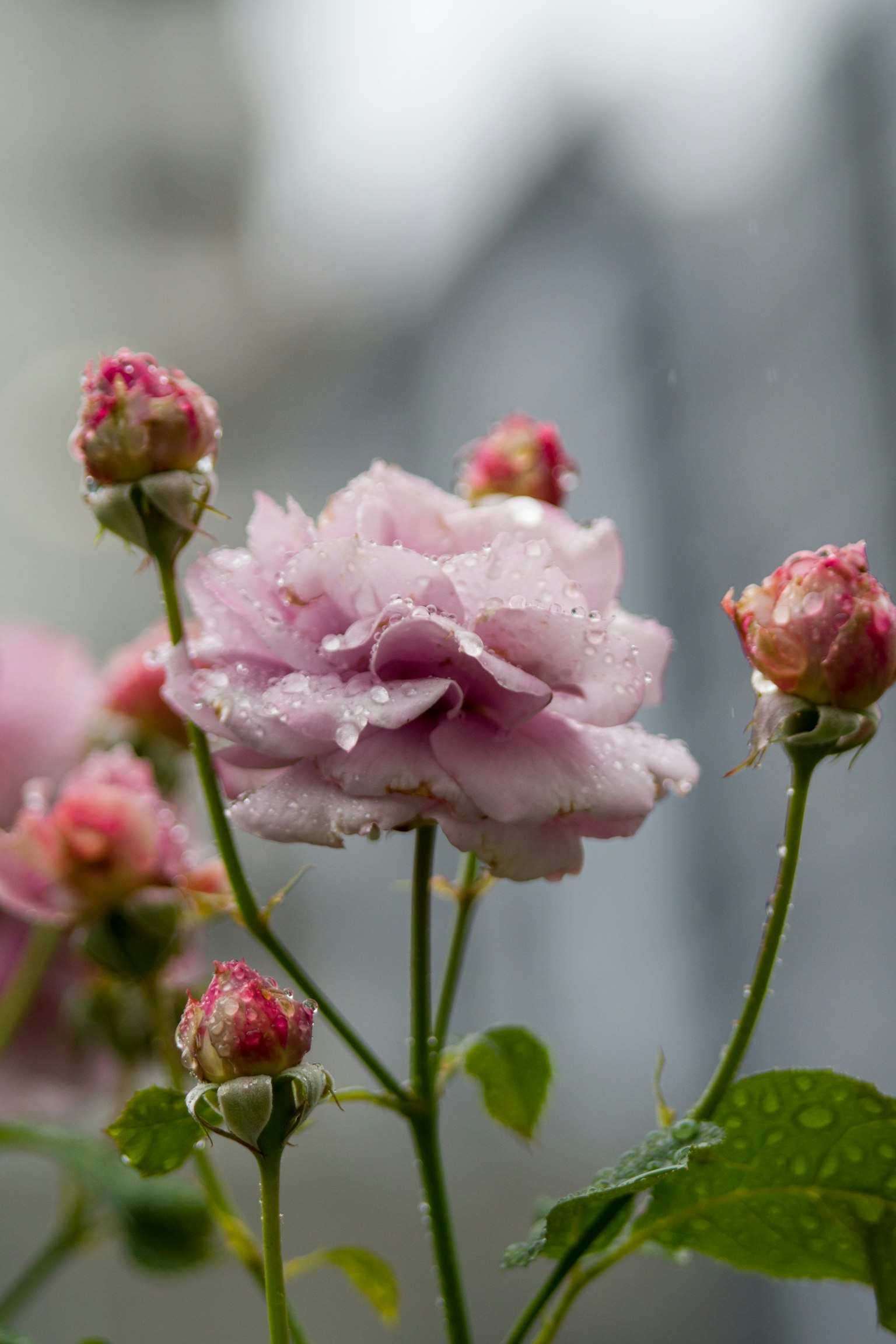 Una rosa lavanda con gotas de rocío rodeada de capullos de rosa rosa
