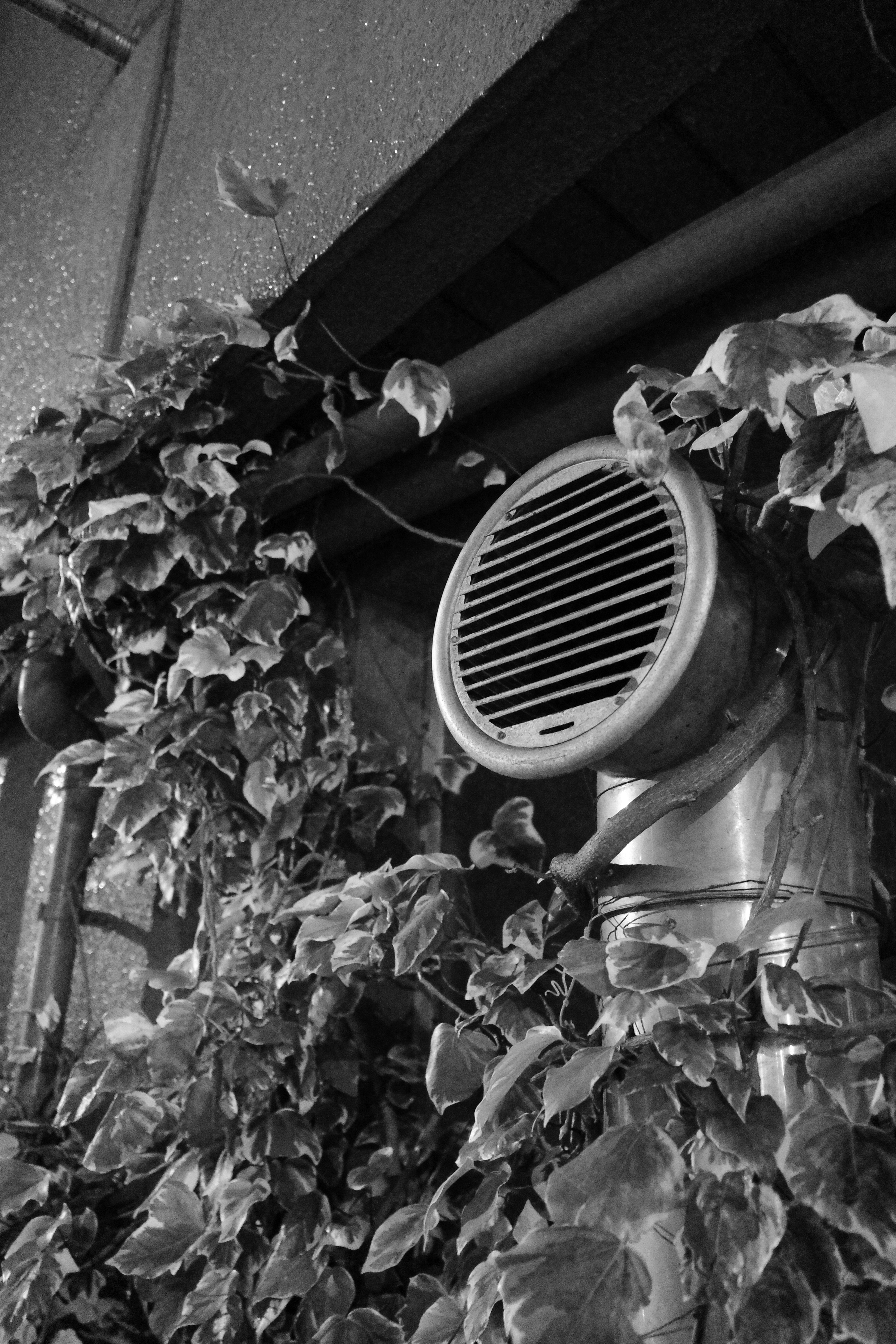 ancien poste de radio posé près d’un mur avec des lianes dans un espace type ruelle