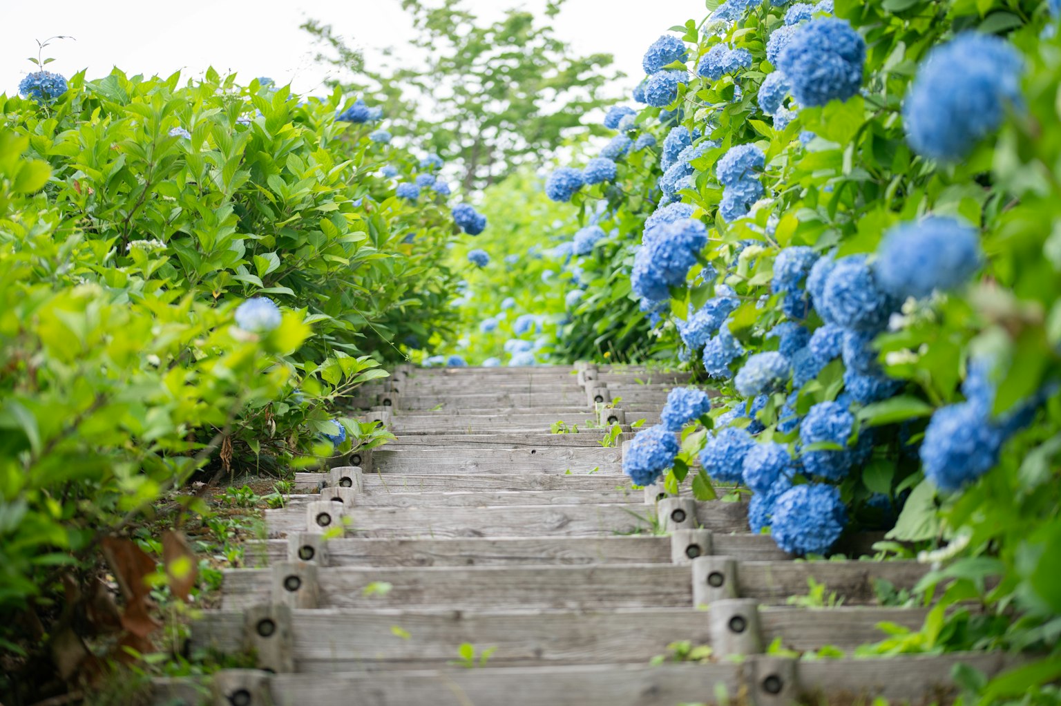 Scala in legno circondata da ortensie blu