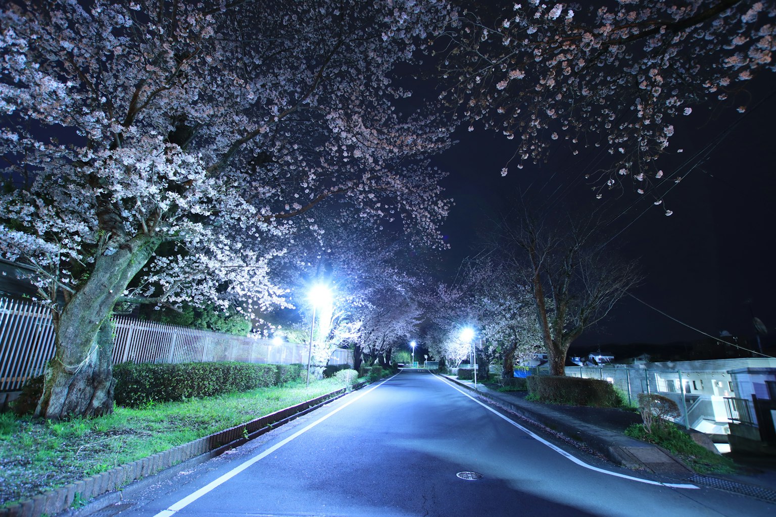 夜間櫻花照亮的寧靜道路