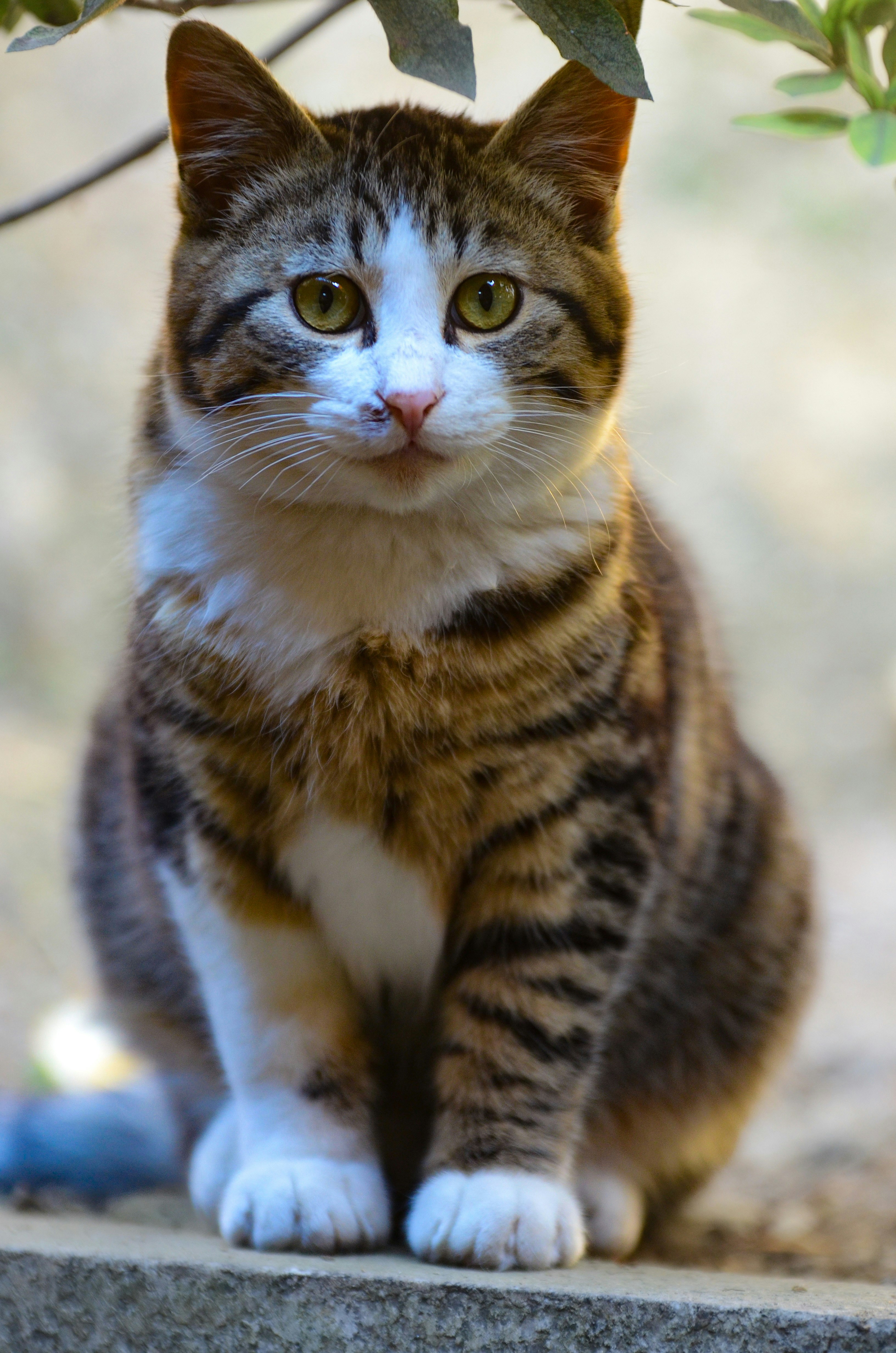 kucing lucu berpose percaya diri