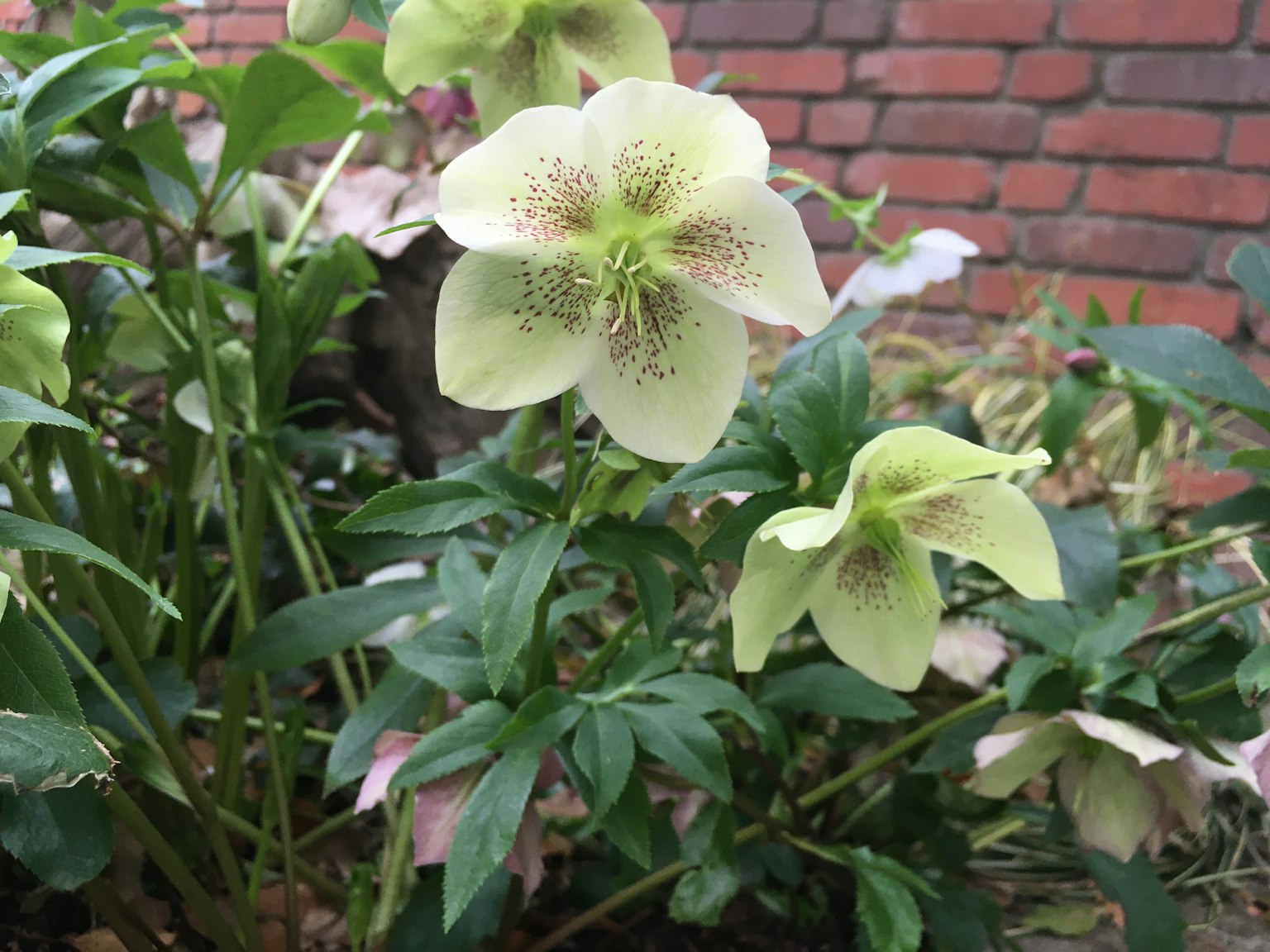 淡绿色的黑心菊花在叶子中盛开的照片