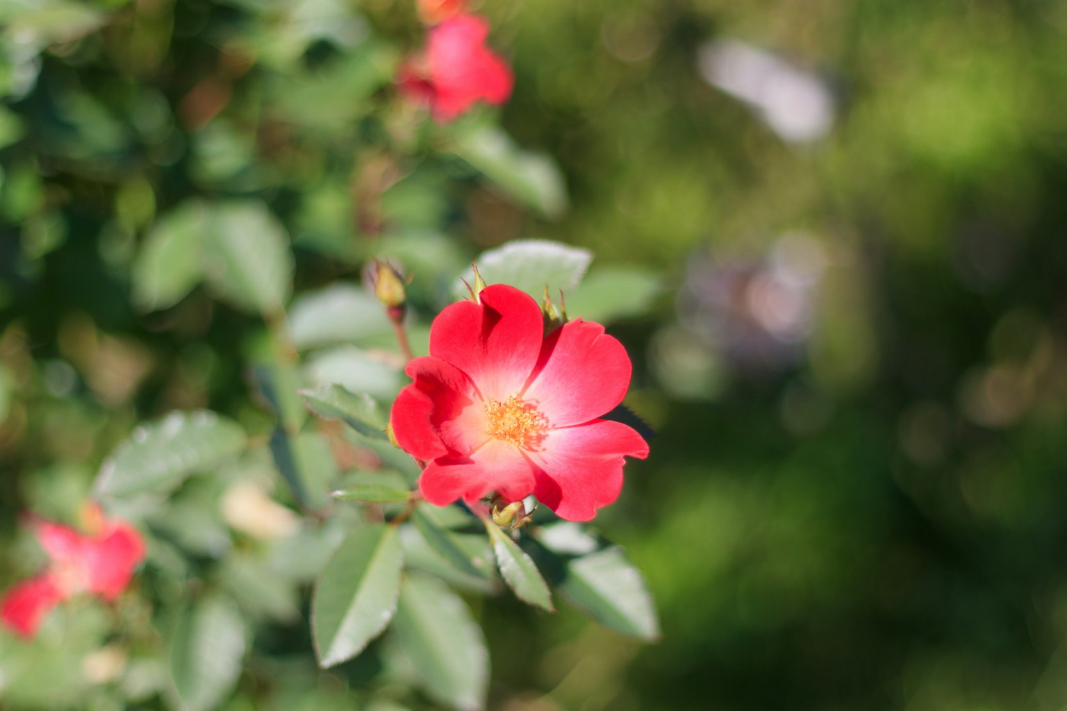 Eine rote Blume blüht zwischen grünen Blättern