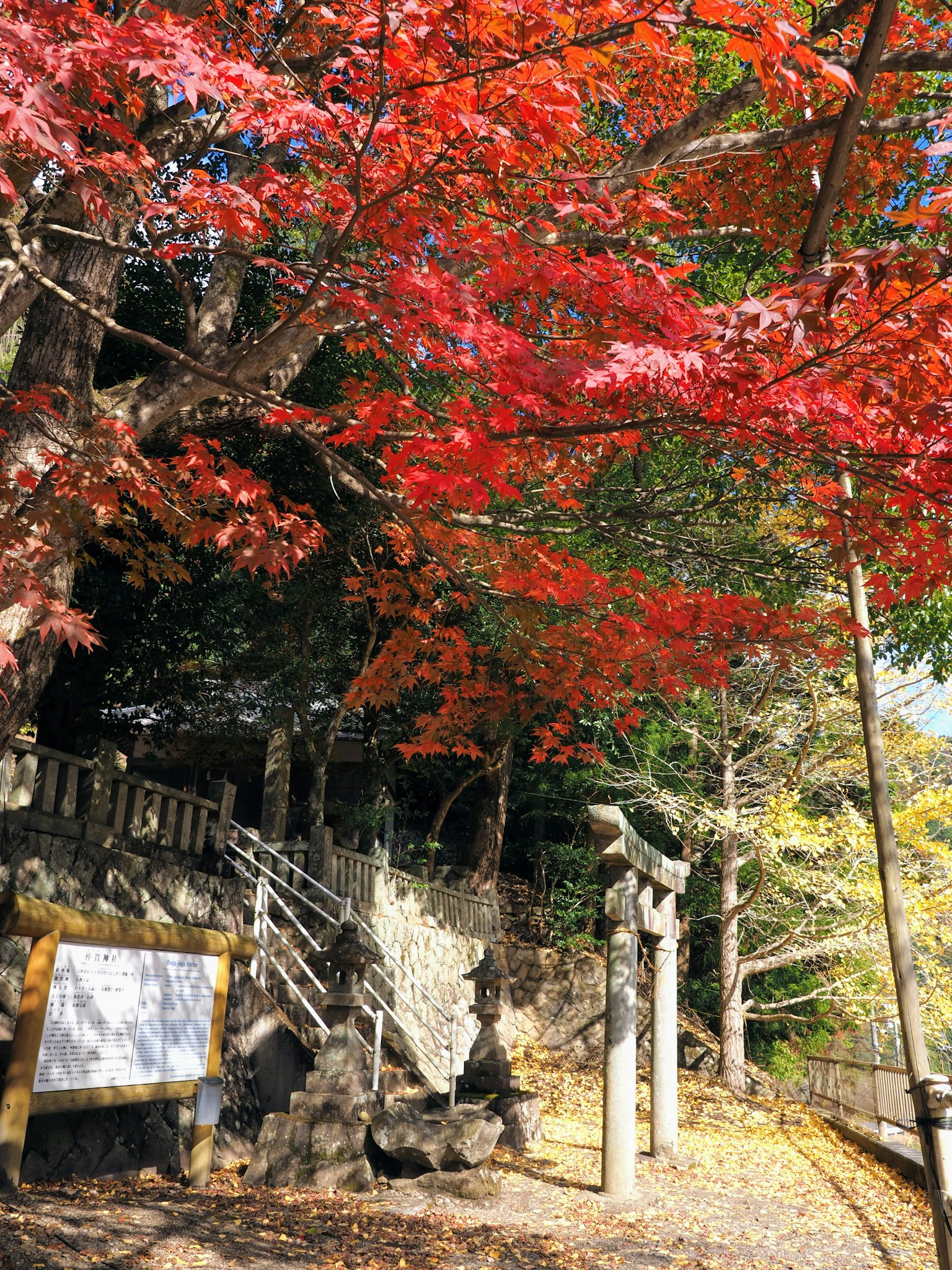秋季色彩鮮豔的樹葉和神社鳥居的風景