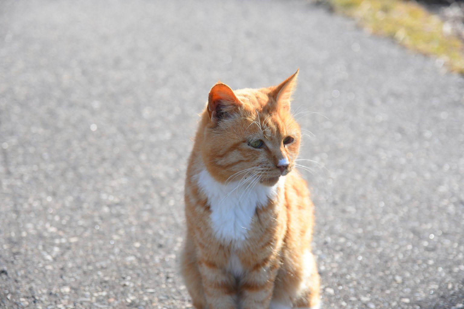 Gatto arancione in piedi su un sentiero