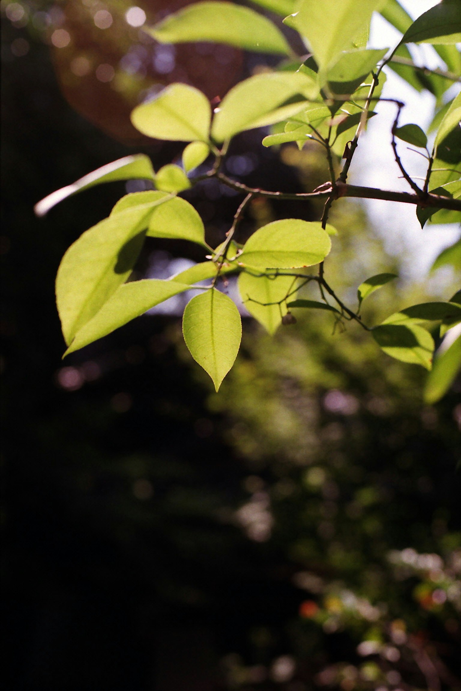 Vibrant green leaves illuminated by sunlight