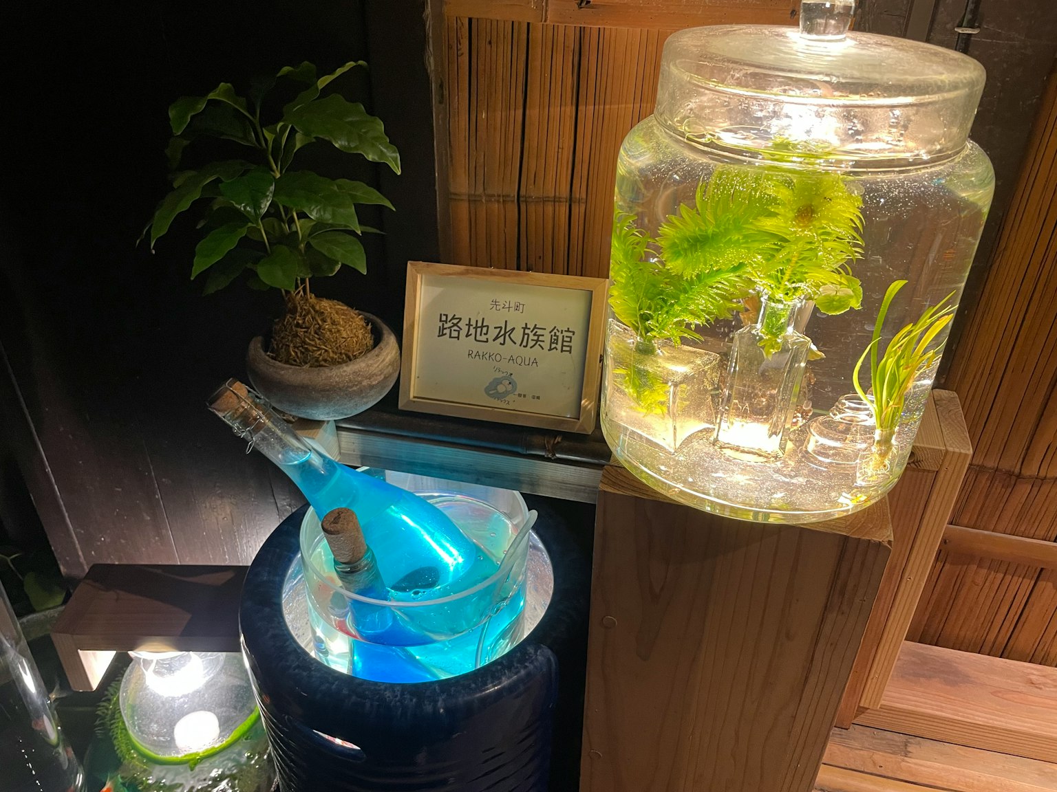 室内场景，有蓝色水容器和绿色植物