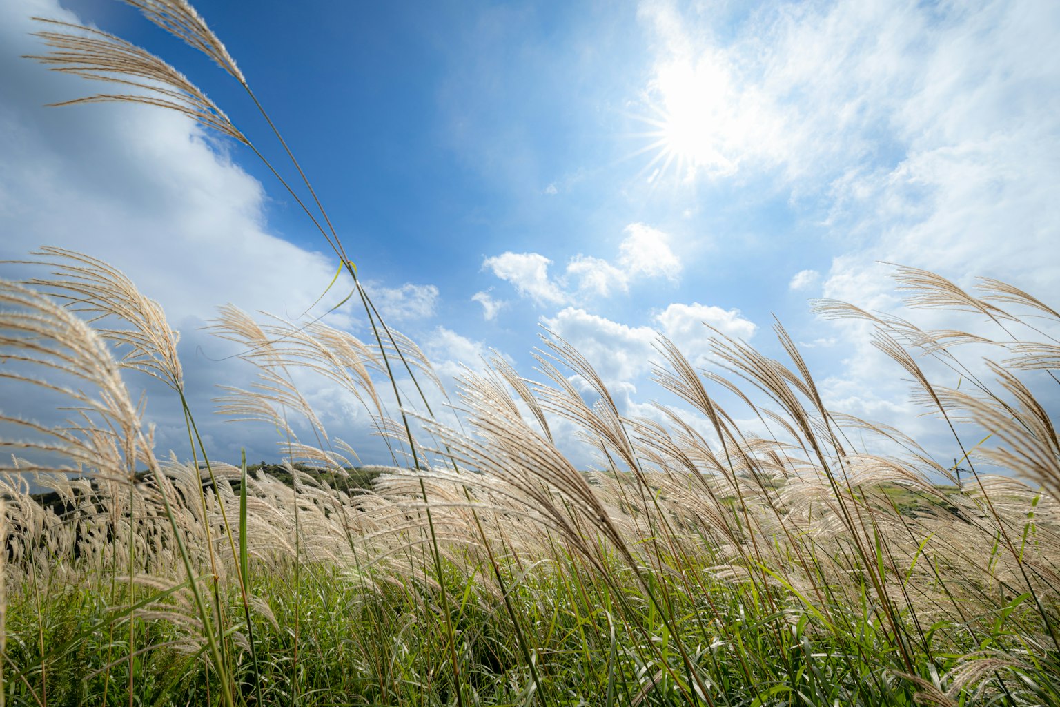 Un campo de hierba de pampas dorada ondeando bajo un cielo azul brillante