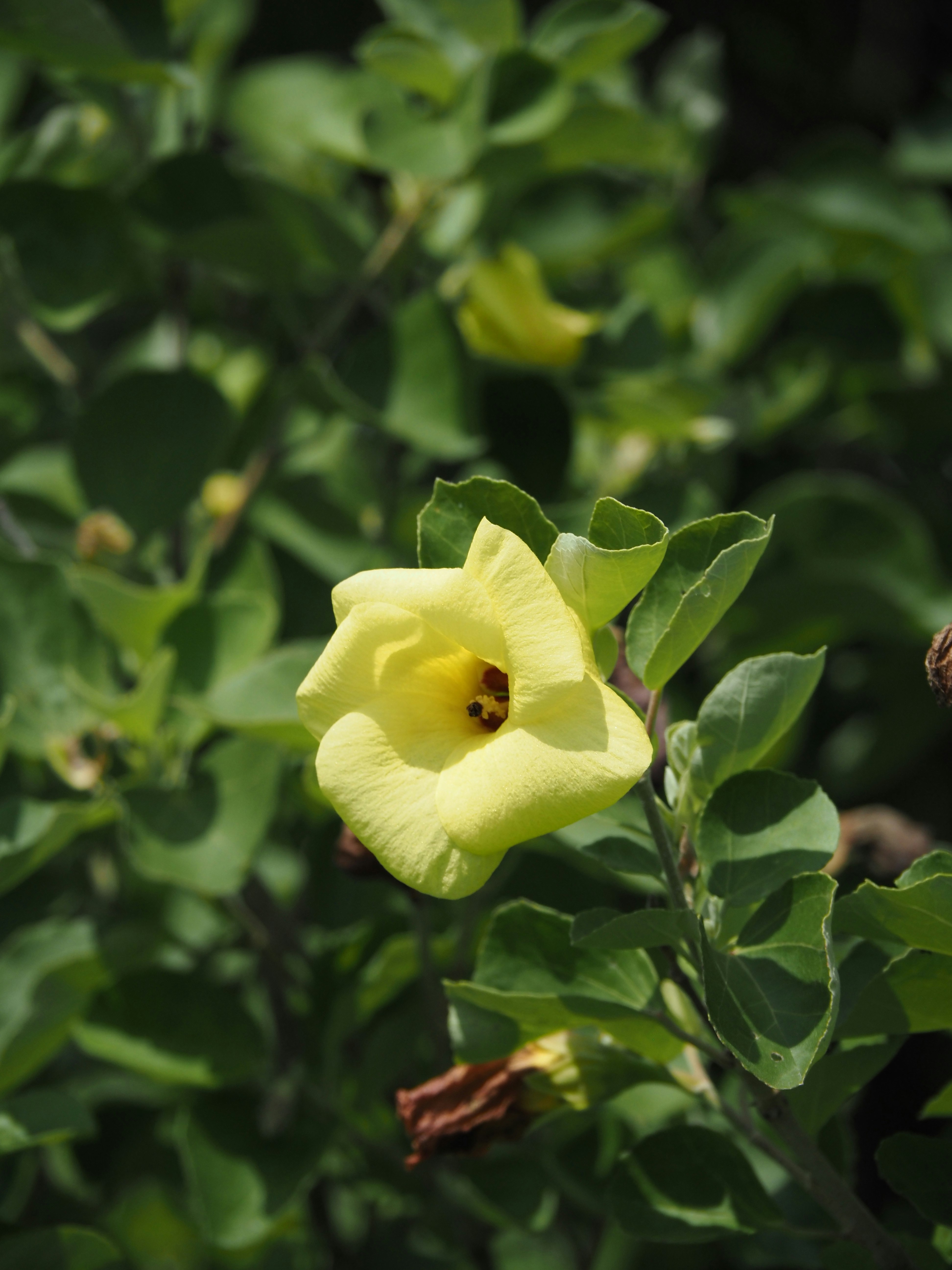 黄色いハマボウの花が咲く夏の海辺の植物